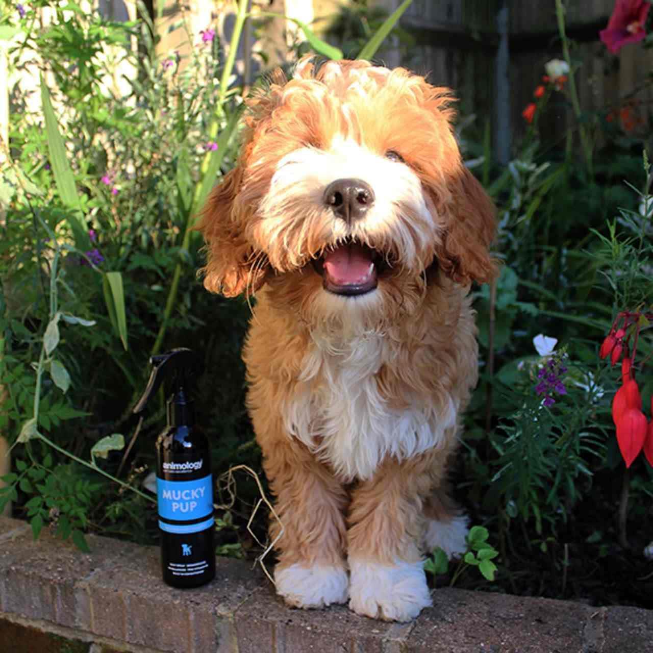 Animology Mucky Pup No Rinse Shampoo - Image 2