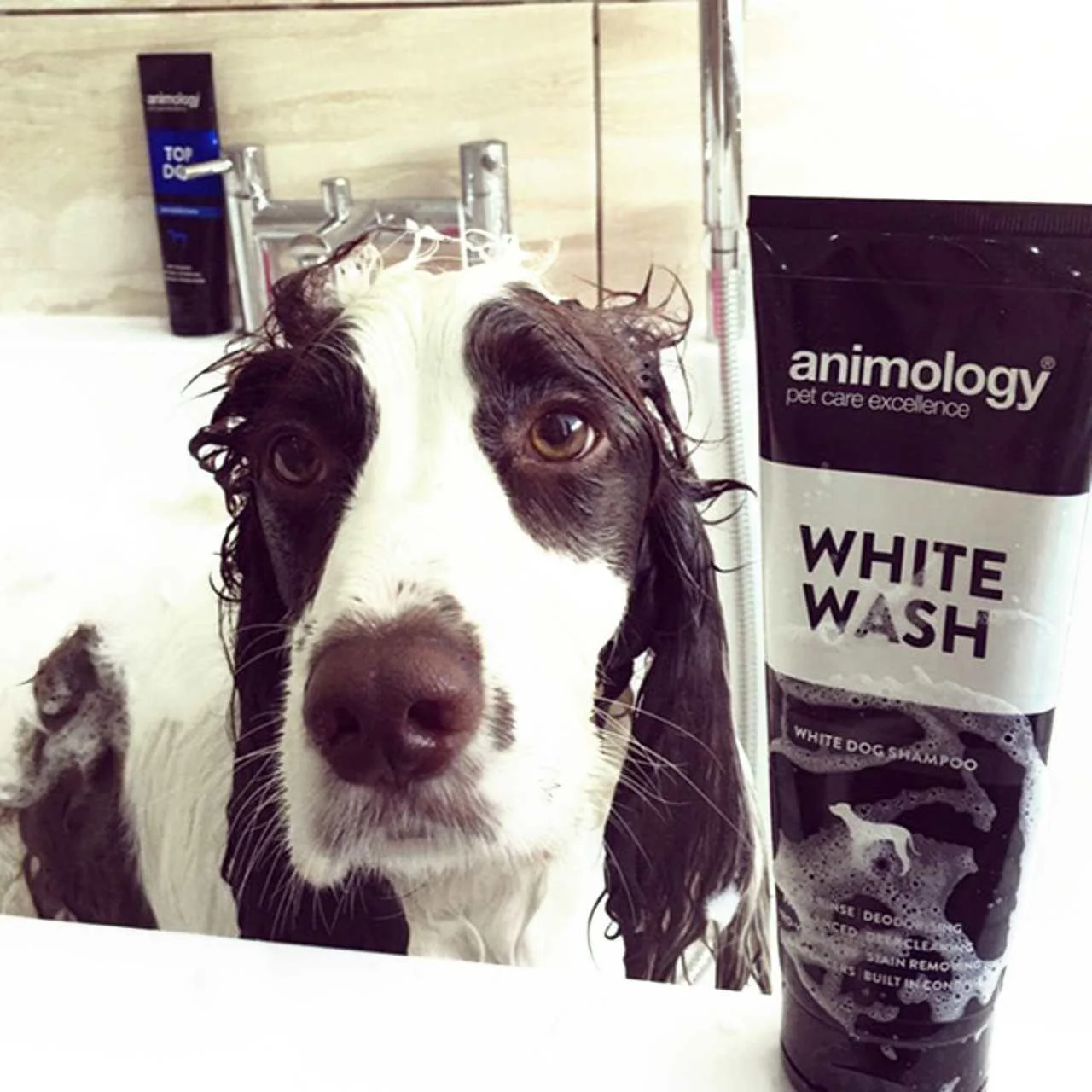 Animology White Wash Dog Shampoo - Image 2