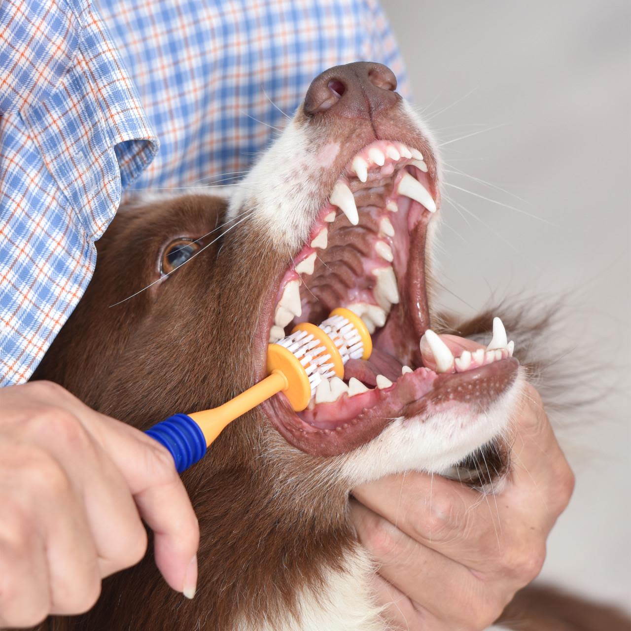 Arm & Hammer Fresh 360 Toothbrush for Dog - Image 8