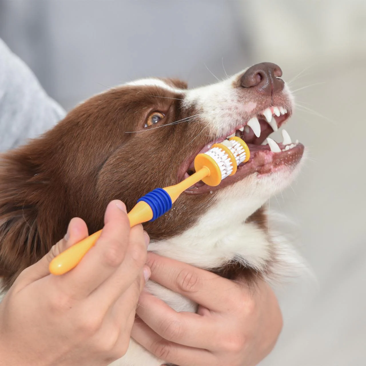Arm & Hammer Fresh Coconut Dental Kit Dog - Image 11