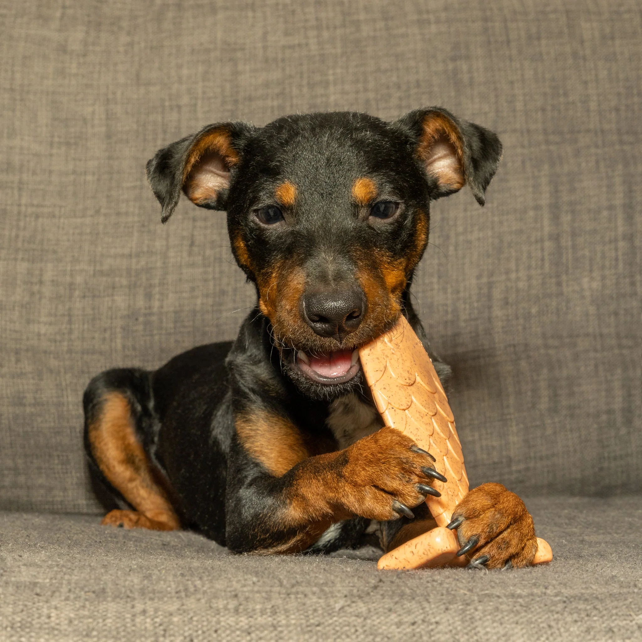Bamboodles Fish Chew Toy for Dogs - Salmon Flavour - Image 4