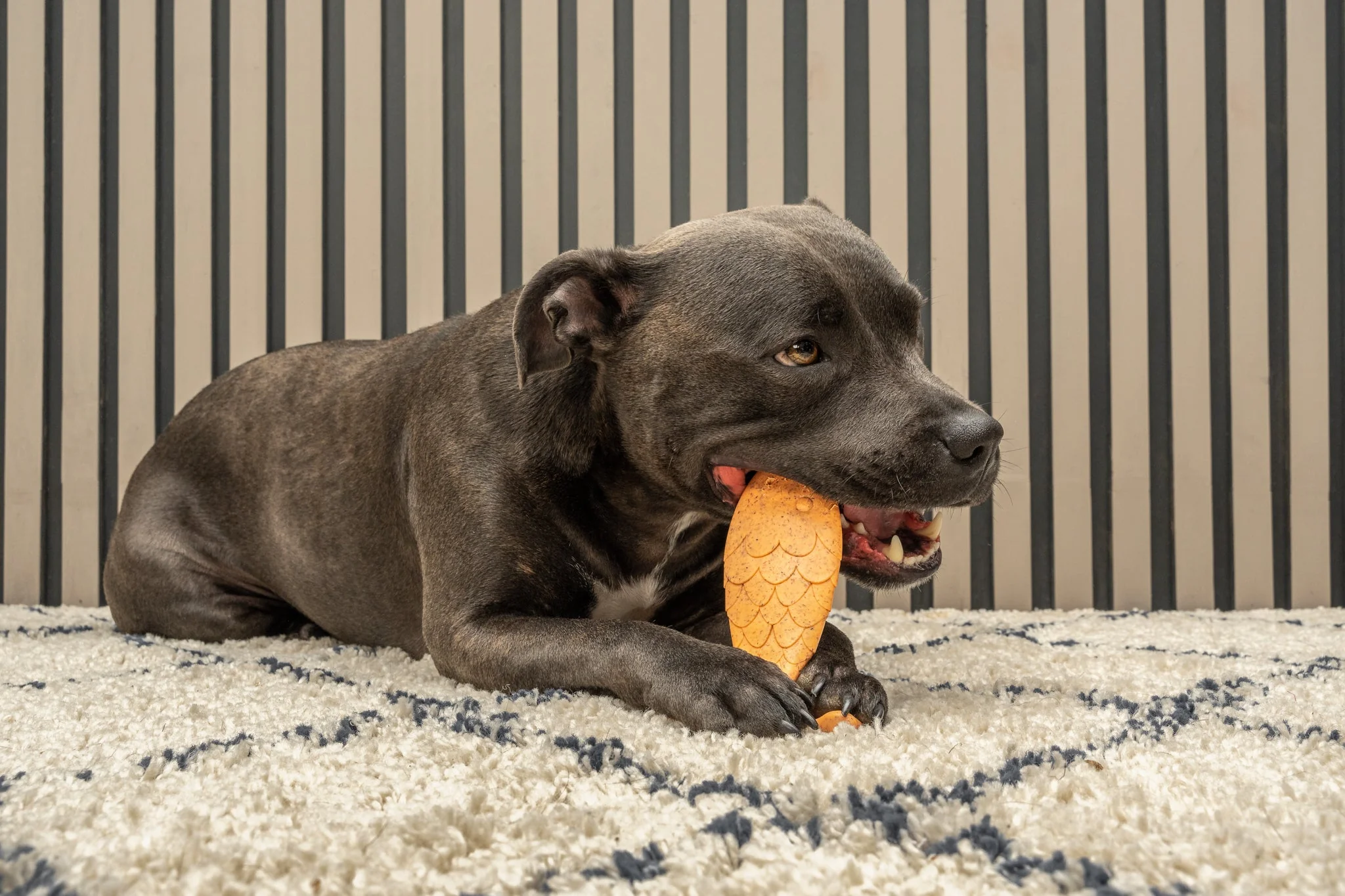 Bamboodles Fish Chew Toy for Dogs - Salmon Flavour - Image 5