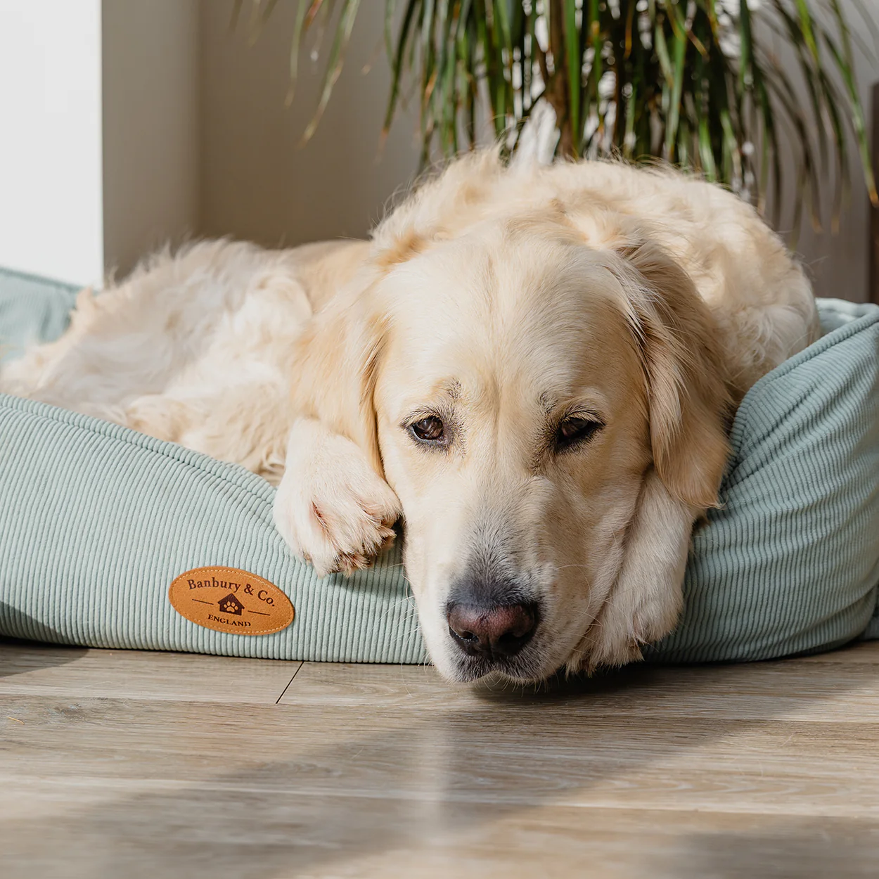 Banbury & Co Rural Retreats Seafoam Corduroy Box Dog Bed - Image 10