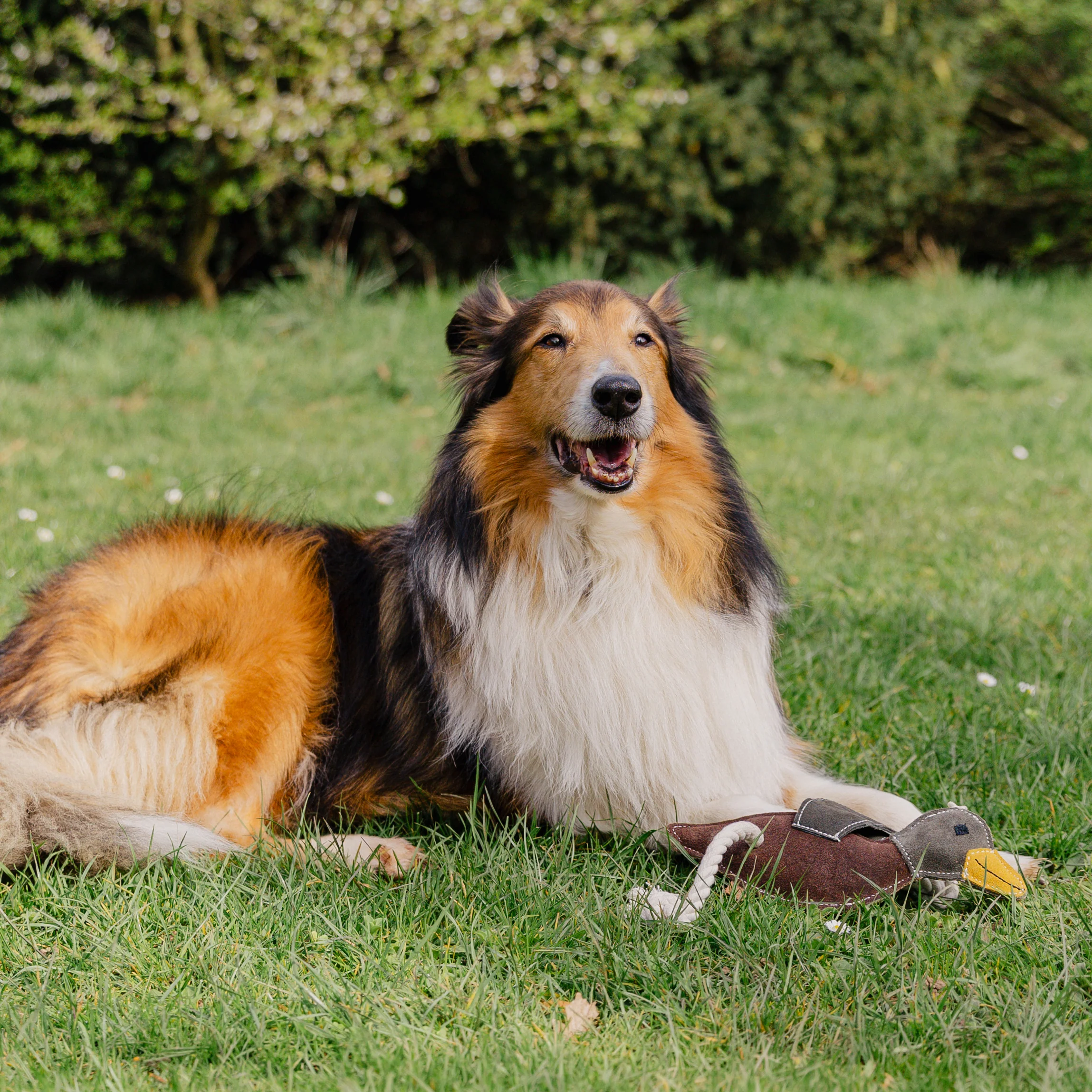 Banbury & Co Rural Retreats Suede Duck Dog Toy - Image 8