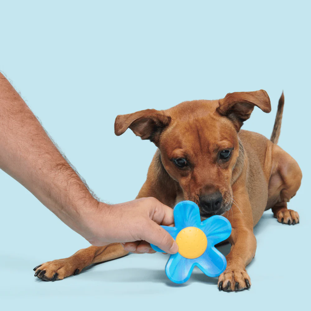 BARK Blue Power Flower Dog Toy - Image 2