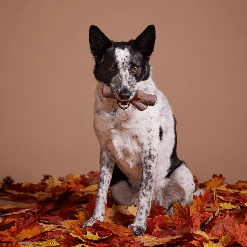 BARK Fall Fetch Stick Dog Toy - Image 2