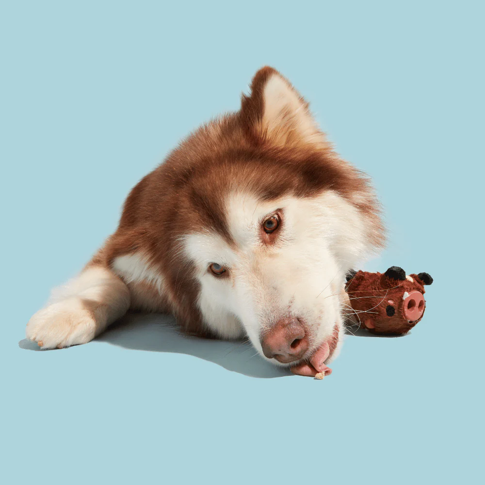 BARK Wild Boris Dog Toy - Image 3