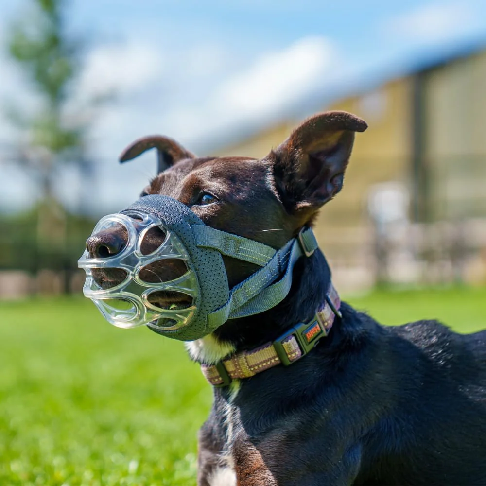 Baskerville INVISA Dog Muzzle - Clear - Image 4