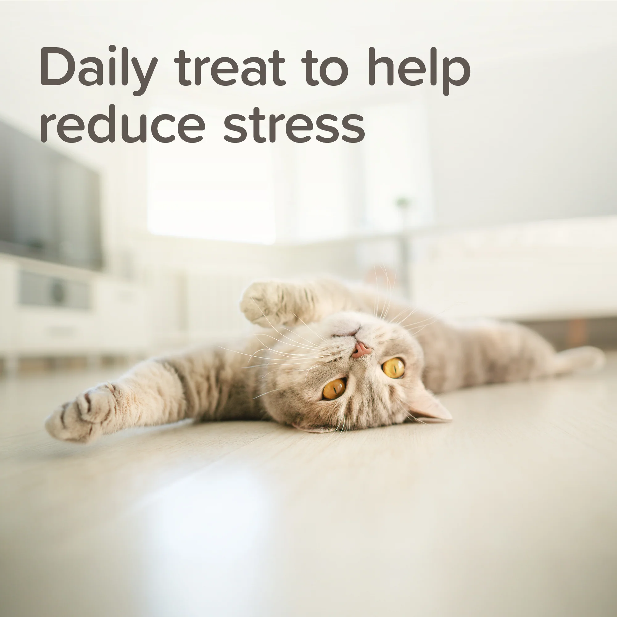 Beaphar Calming Cat Treat - Image 8