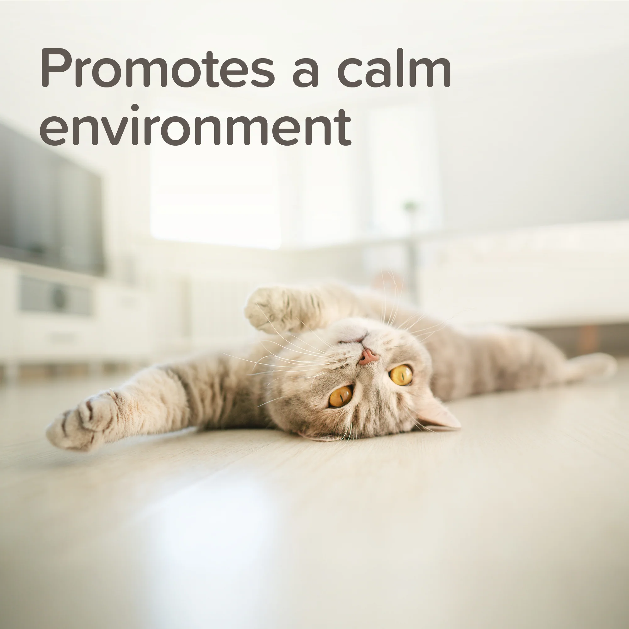 Beaphar Calming Home Spray - Image 3