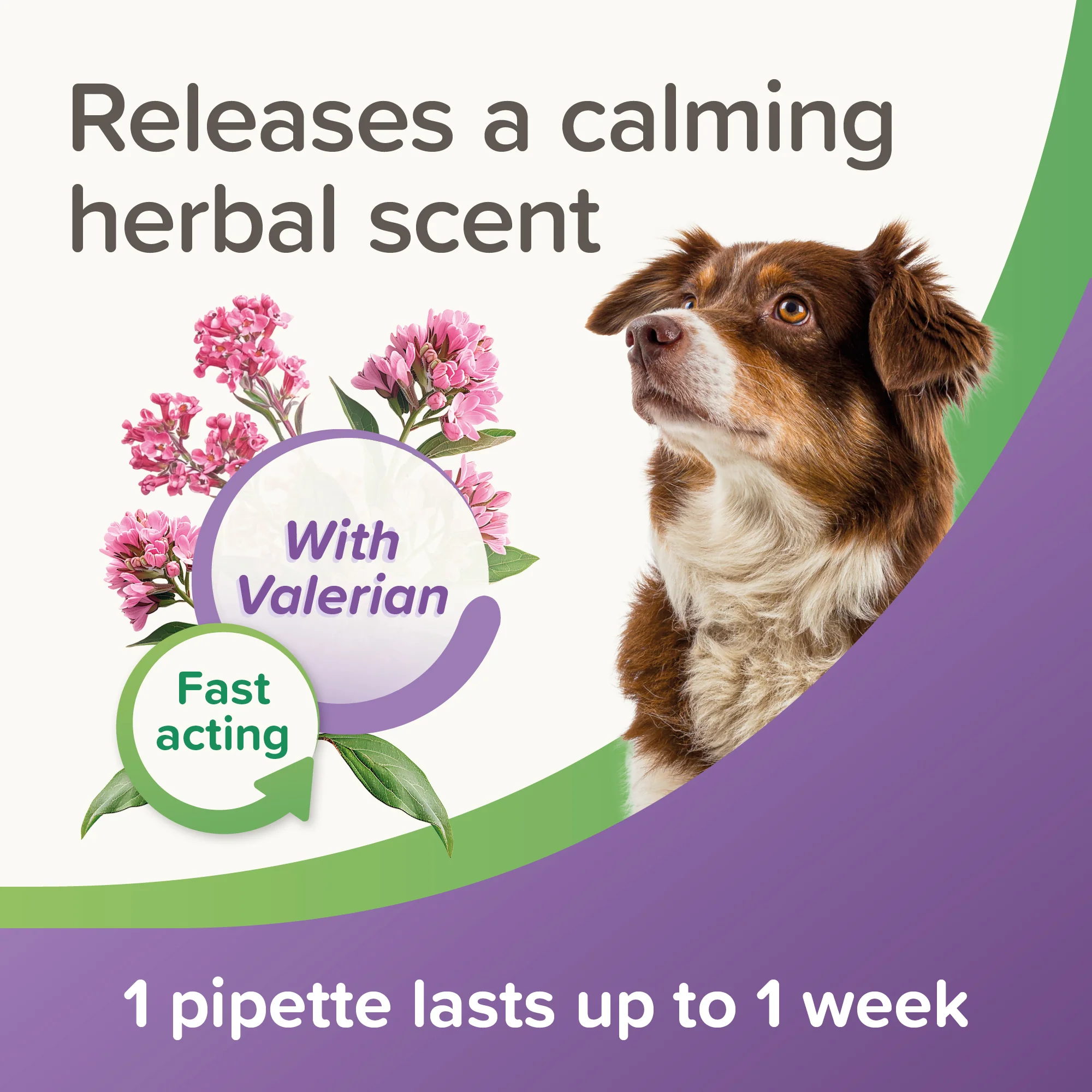 Beaphar Calming Spot-On Dog - Image 8