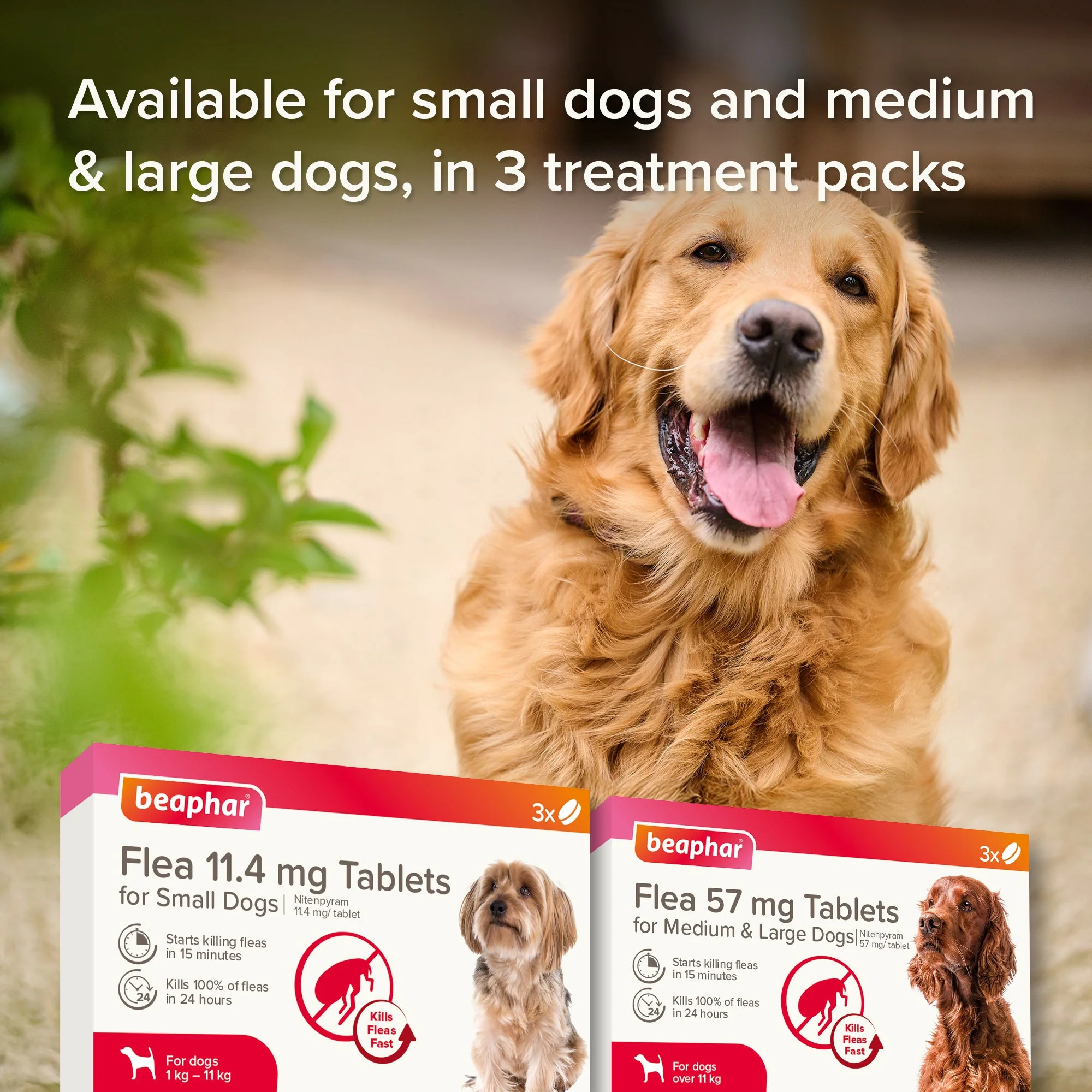 Beaphar Flea Tablets for Medium & Large Dogs (over 11kg) - Image 8