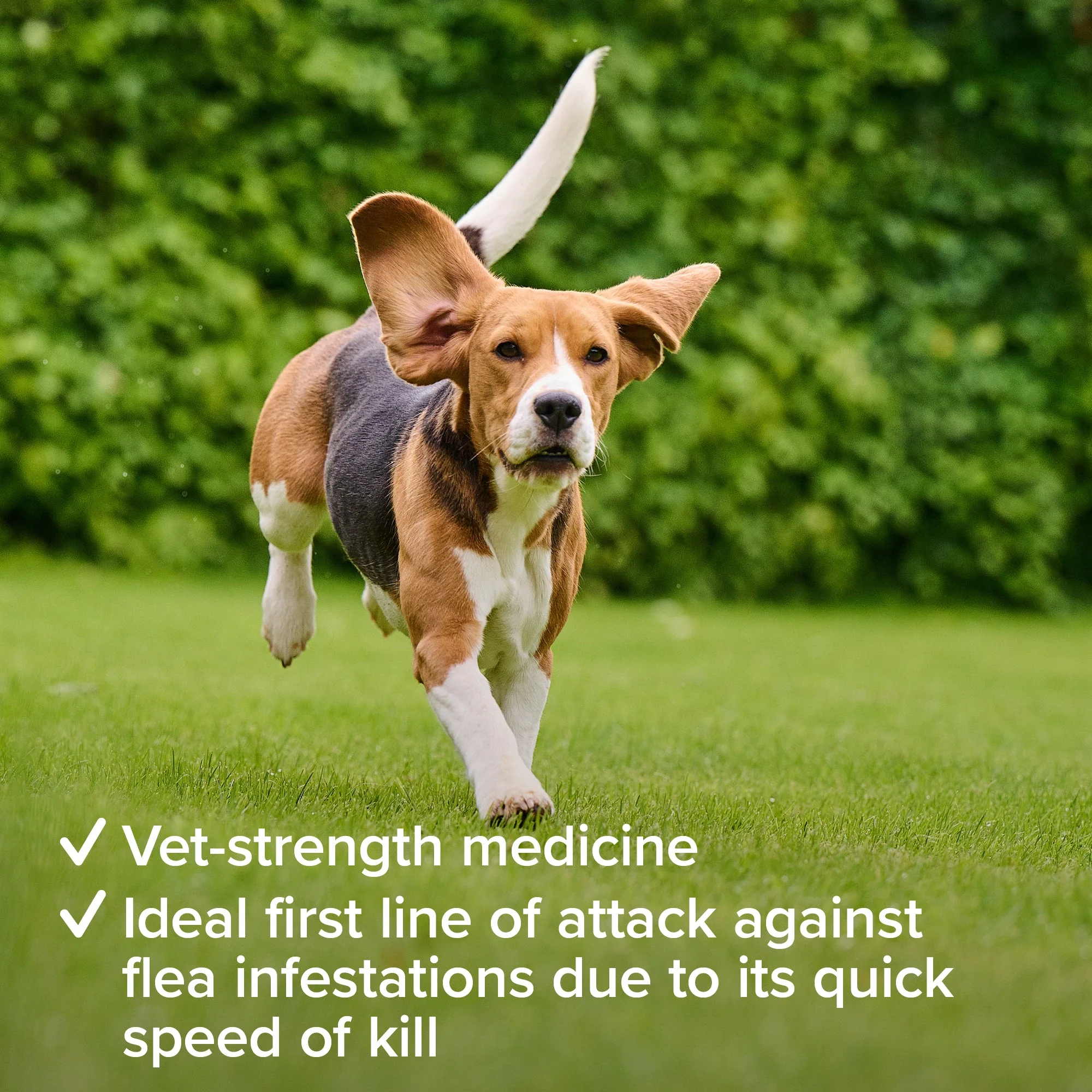 Beaphar Flea Tablets for Small Dogs (1-11kg) - Image 6