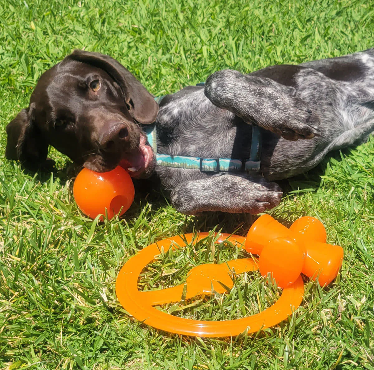 BIONIC Toss-N-Tug Orange Ring Dog Tug Toy - Image 5