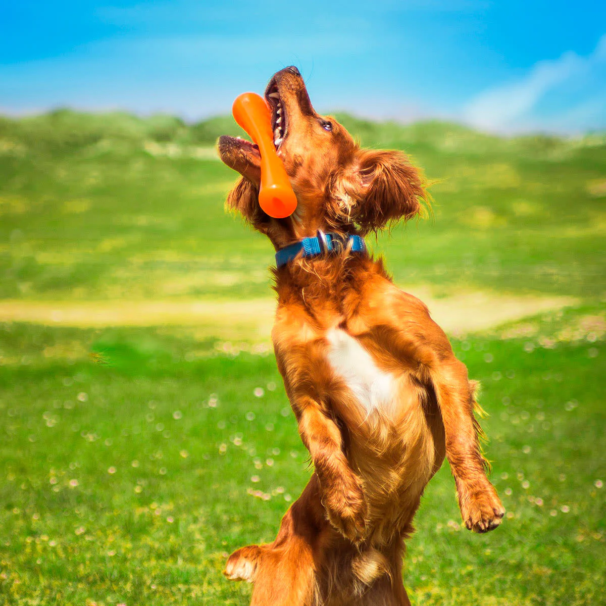 BIONIC Urban Stick Treats Holding Orange Dog Chew Toy - Image 10
