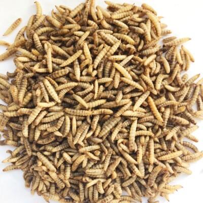 Bucktons Calciworms Wild Bird Food