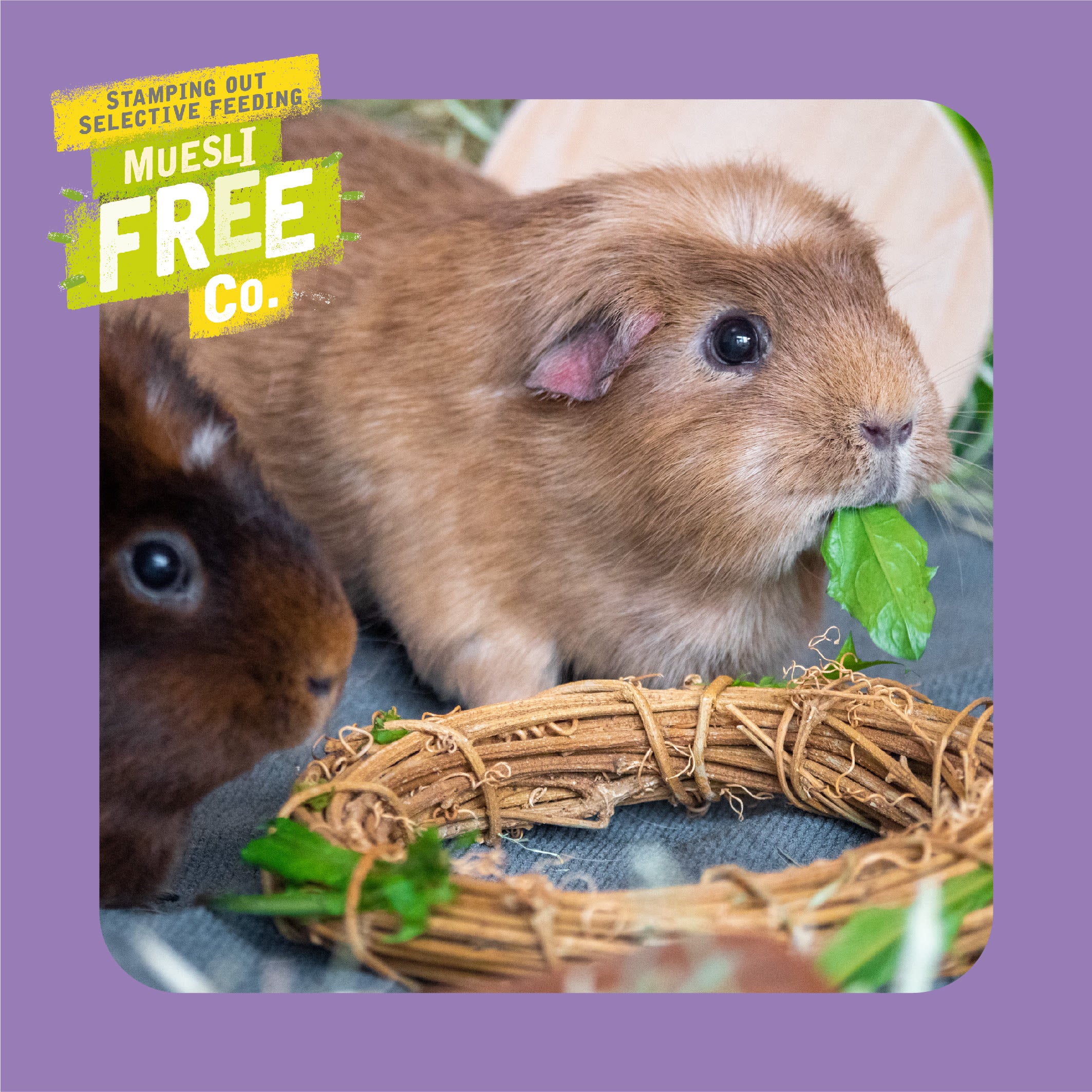 Burgess Excel Adult Guinea Pig Nuggets - Blackcurrant & Oregano - Image 7