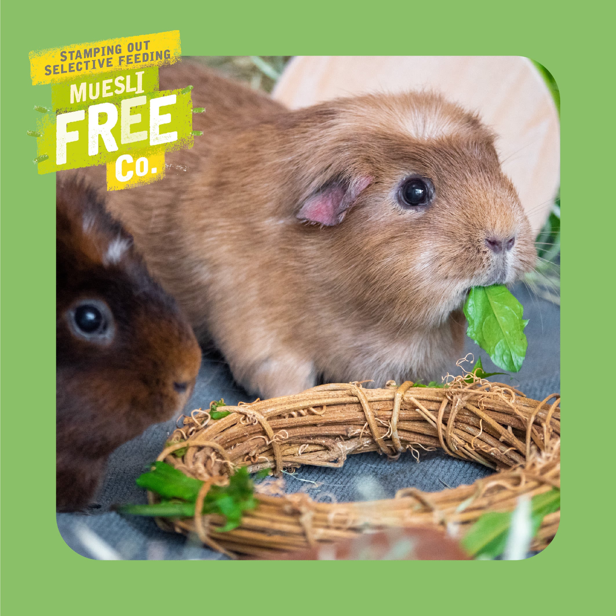 Burgess Excel Adult Guinea Pig Nuggets - Mint - Image 7