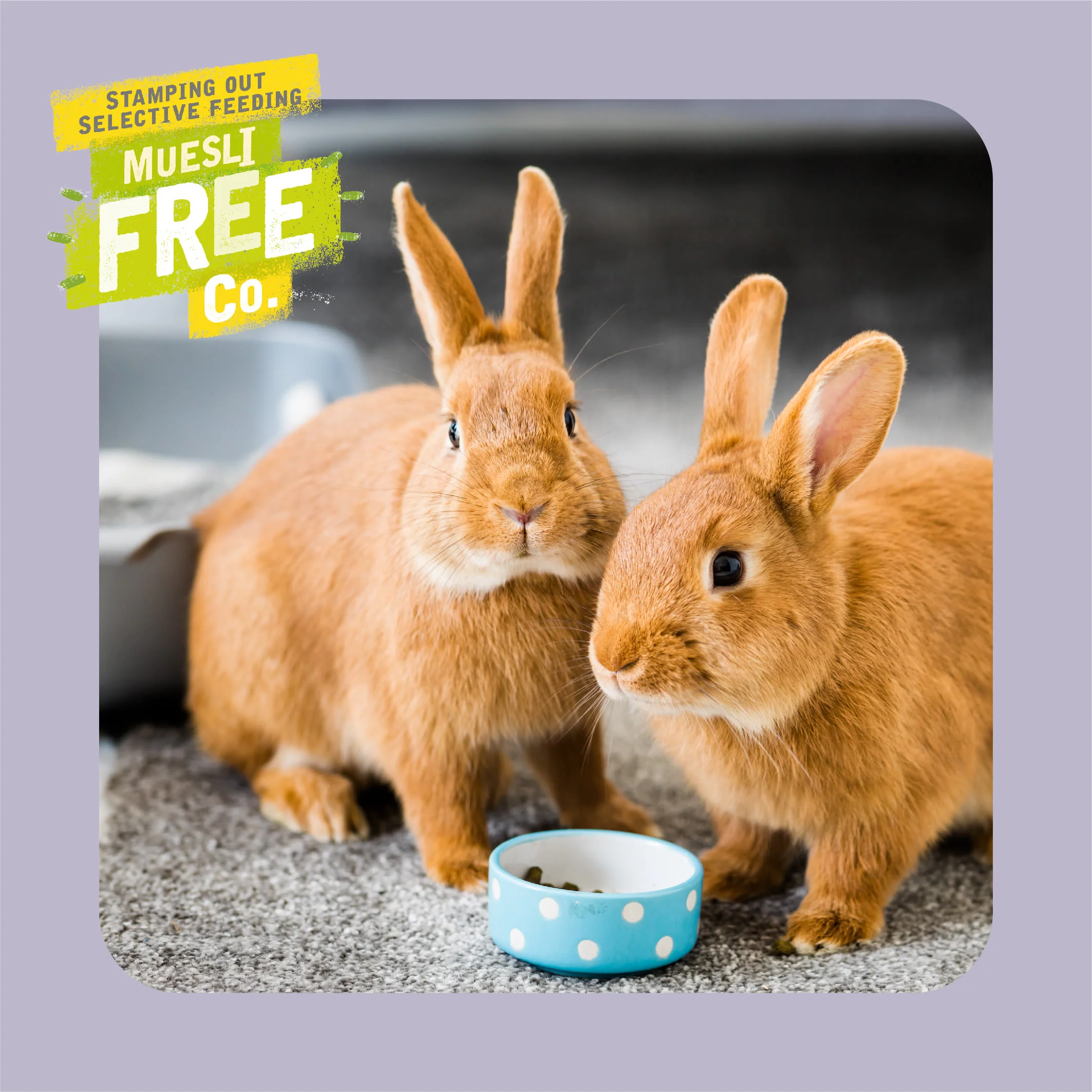 Burgess Excel Indoor Rabbit Nuggets - Dandelion & Nettle - Image 6