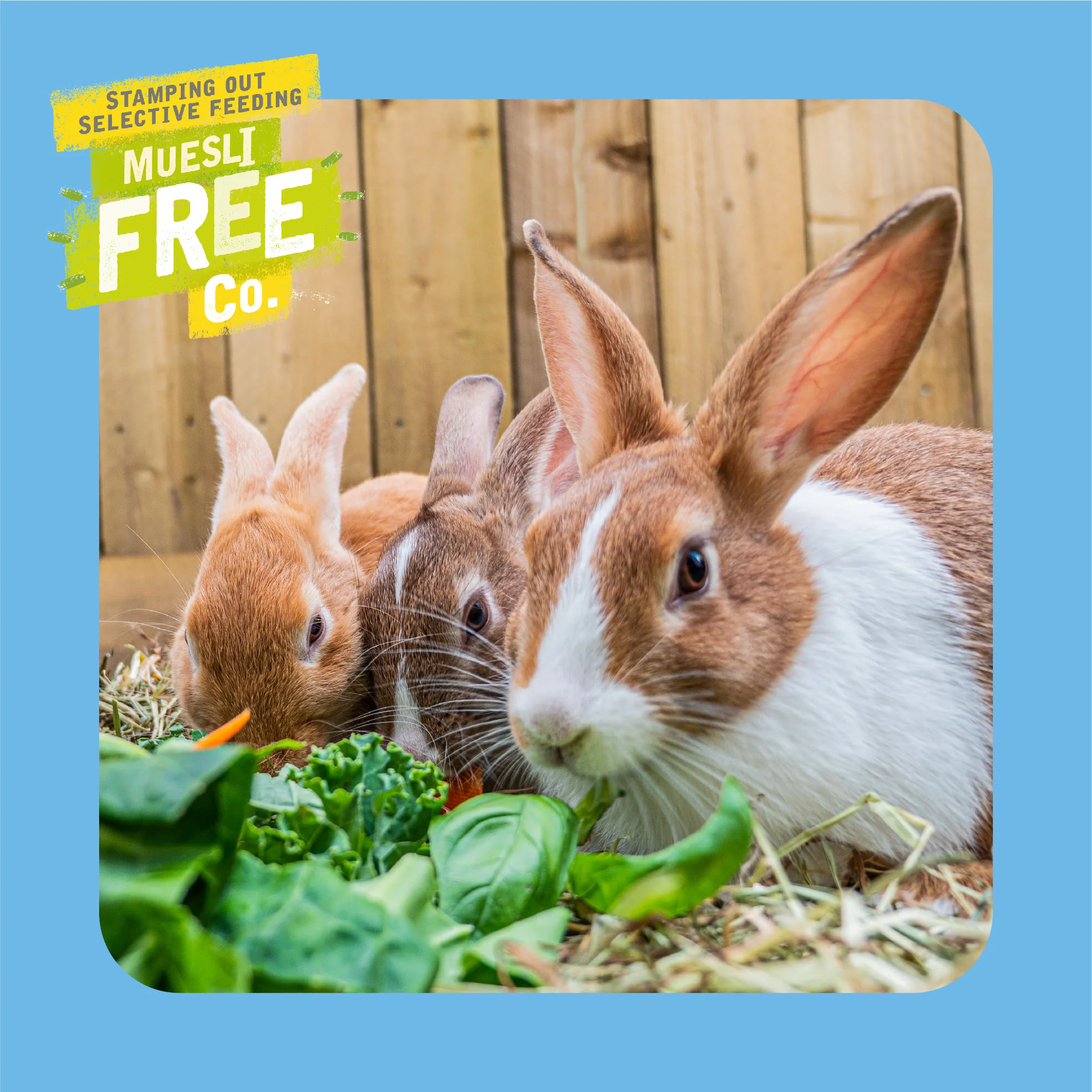 Burgess Excel Junior & Dwarf Rabbit Nuggets - Image 5