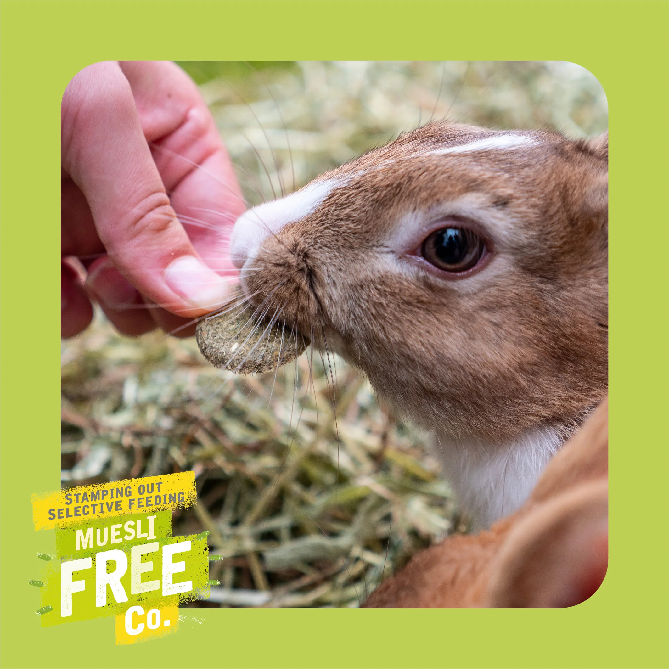 Burgess Excel Nature Snacks Meadow Munchies Hay - Dandelion & Camomile - Image 4