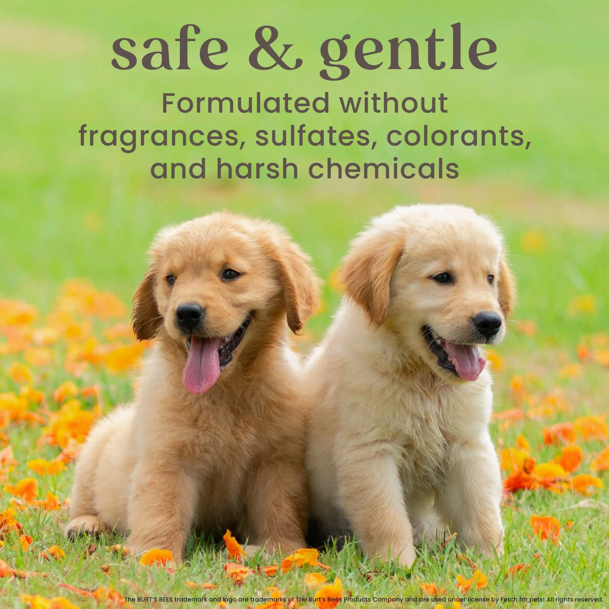 Burt's Bees Itch Soothing Dog Shampoo - Image 5
