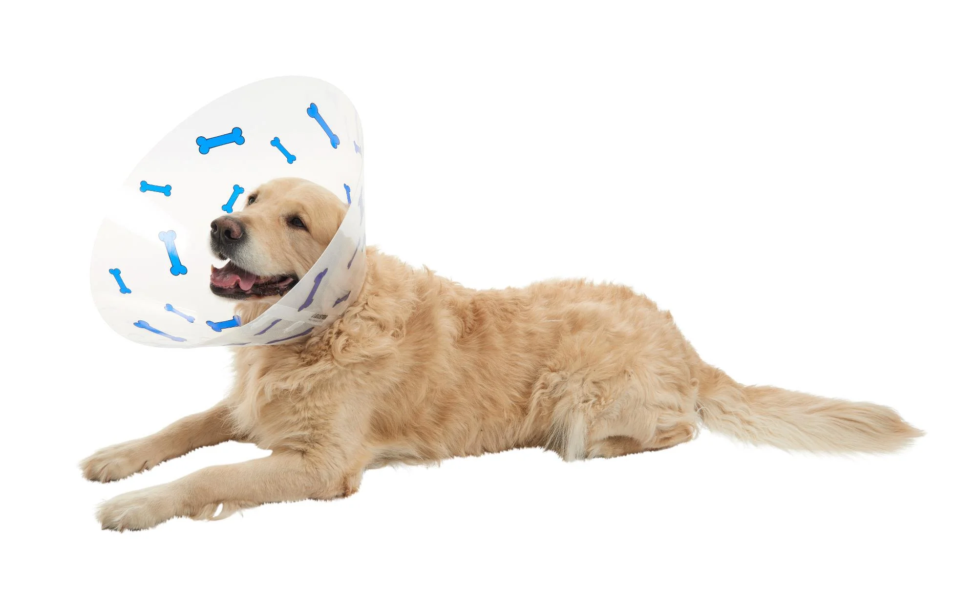 Buster Design Dog Collar Bones - Dark Blue - Image 7