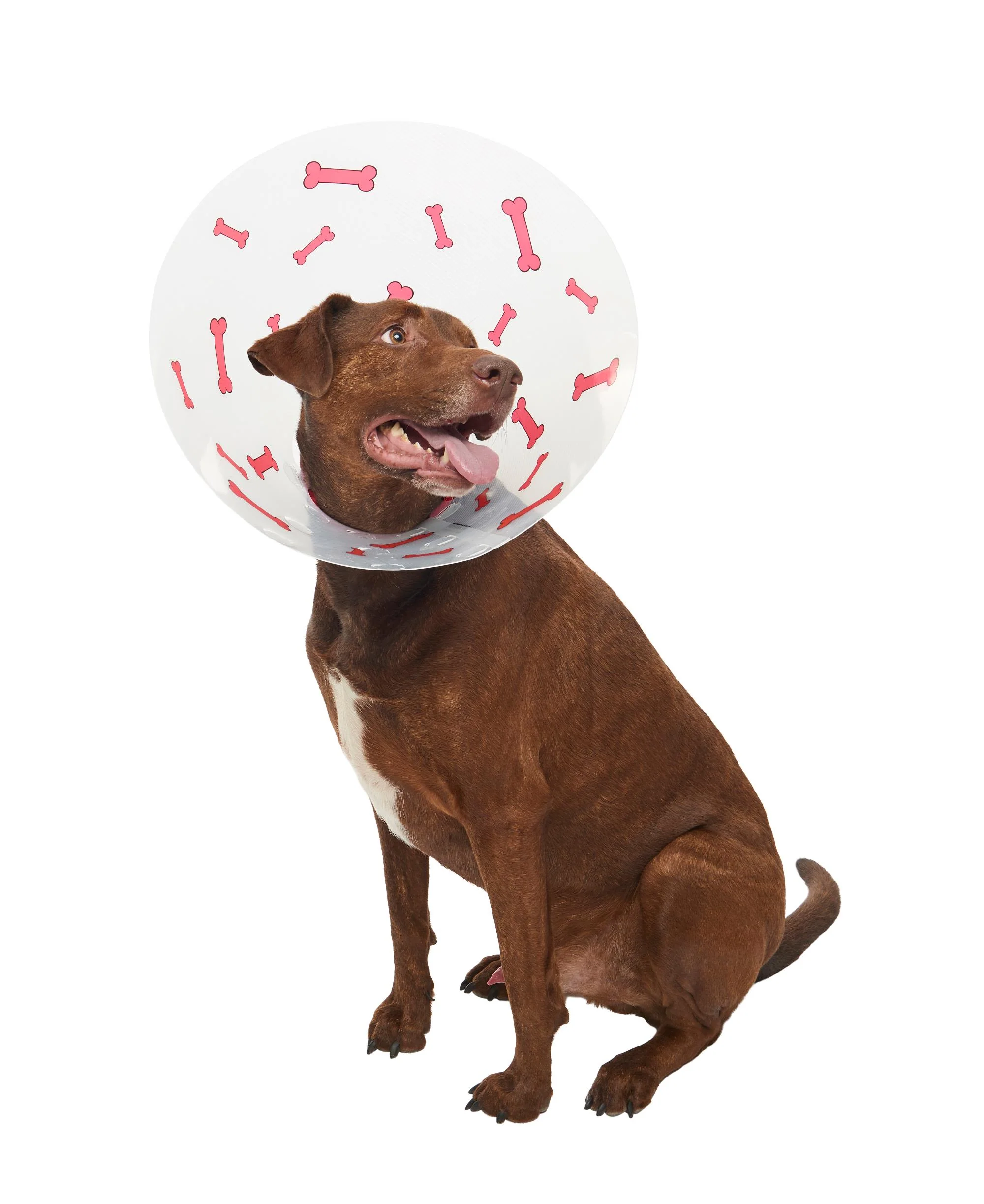 Buster Design Dog Collar Bones - Red - Image 7