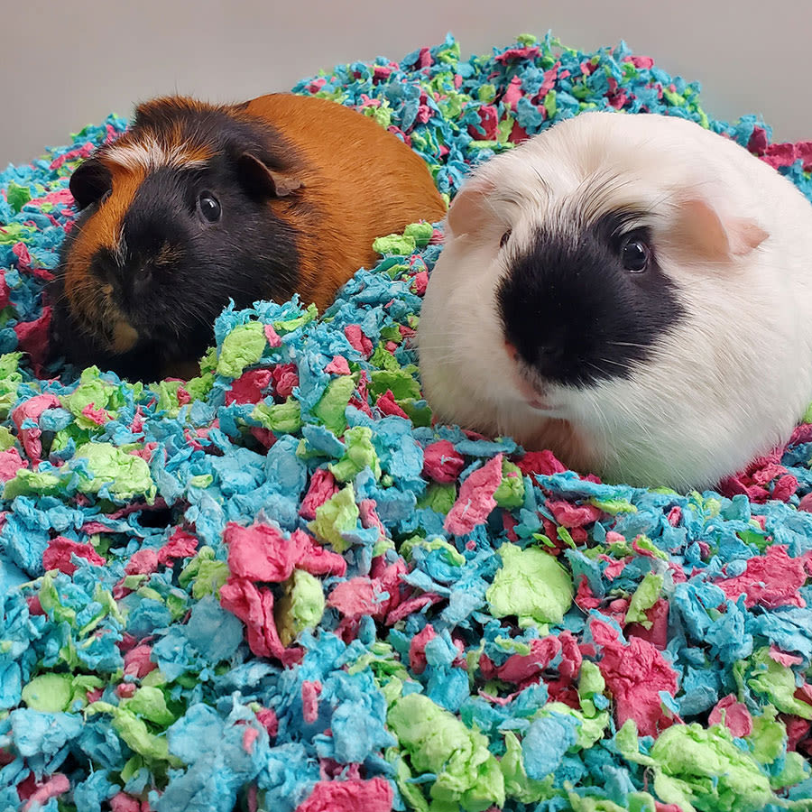 Carefresh Tutti Frutti Small Animal Bedding - Image 2