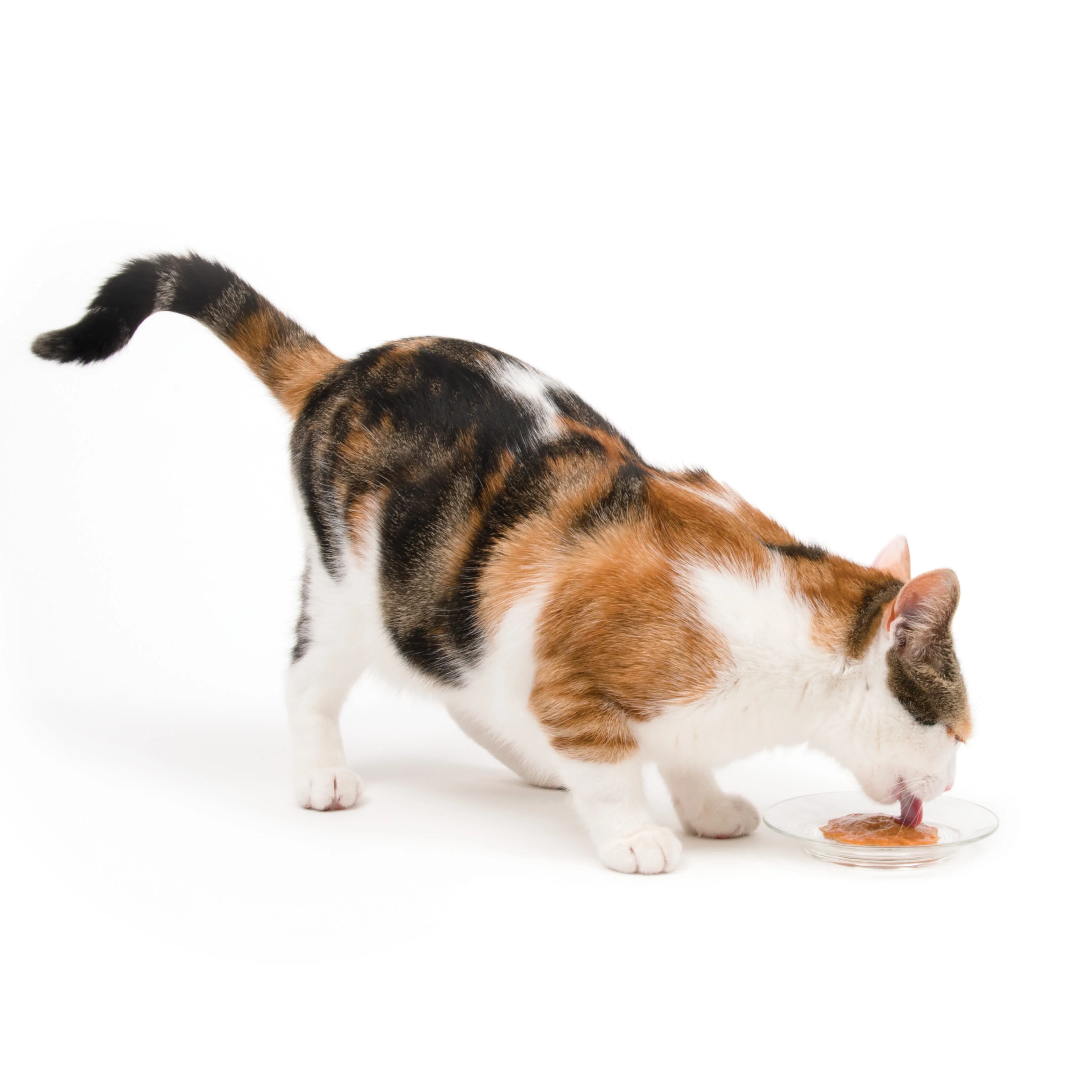 Catit Creamy Lickable Multipack Cat Treats - Image 8