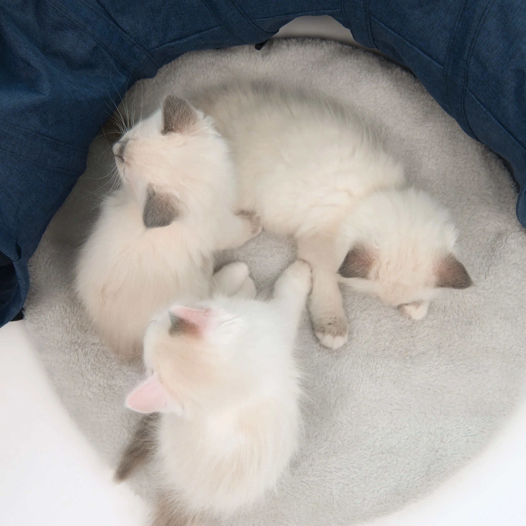 Catit Vesper Tunnel with Sleeping Cushion Cat Toy - Image 17
