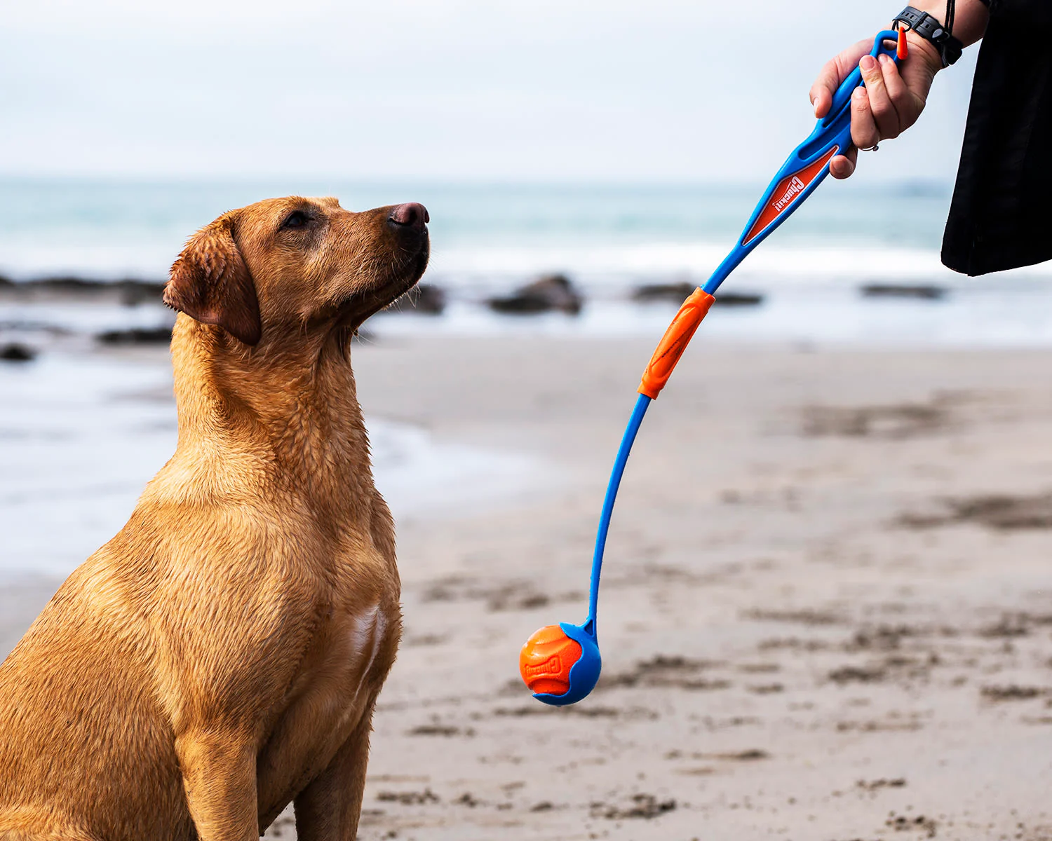 Chuckit! Fetch & Fold Launcher Blue and Orange Dog Toy - Image 6