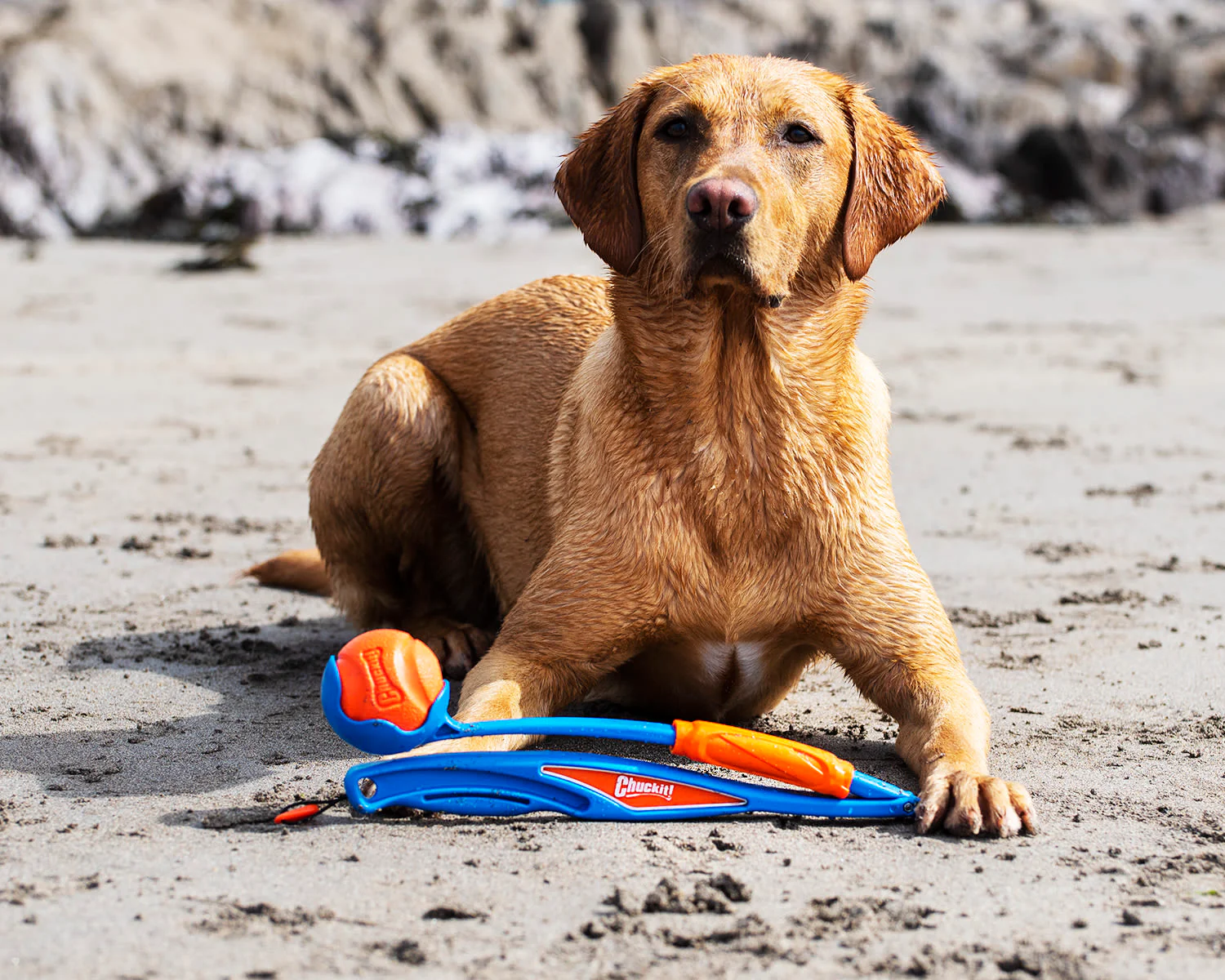 Chuckit! Fetch & Fold Launcher Blue and Orange Dog Toy - Image 7