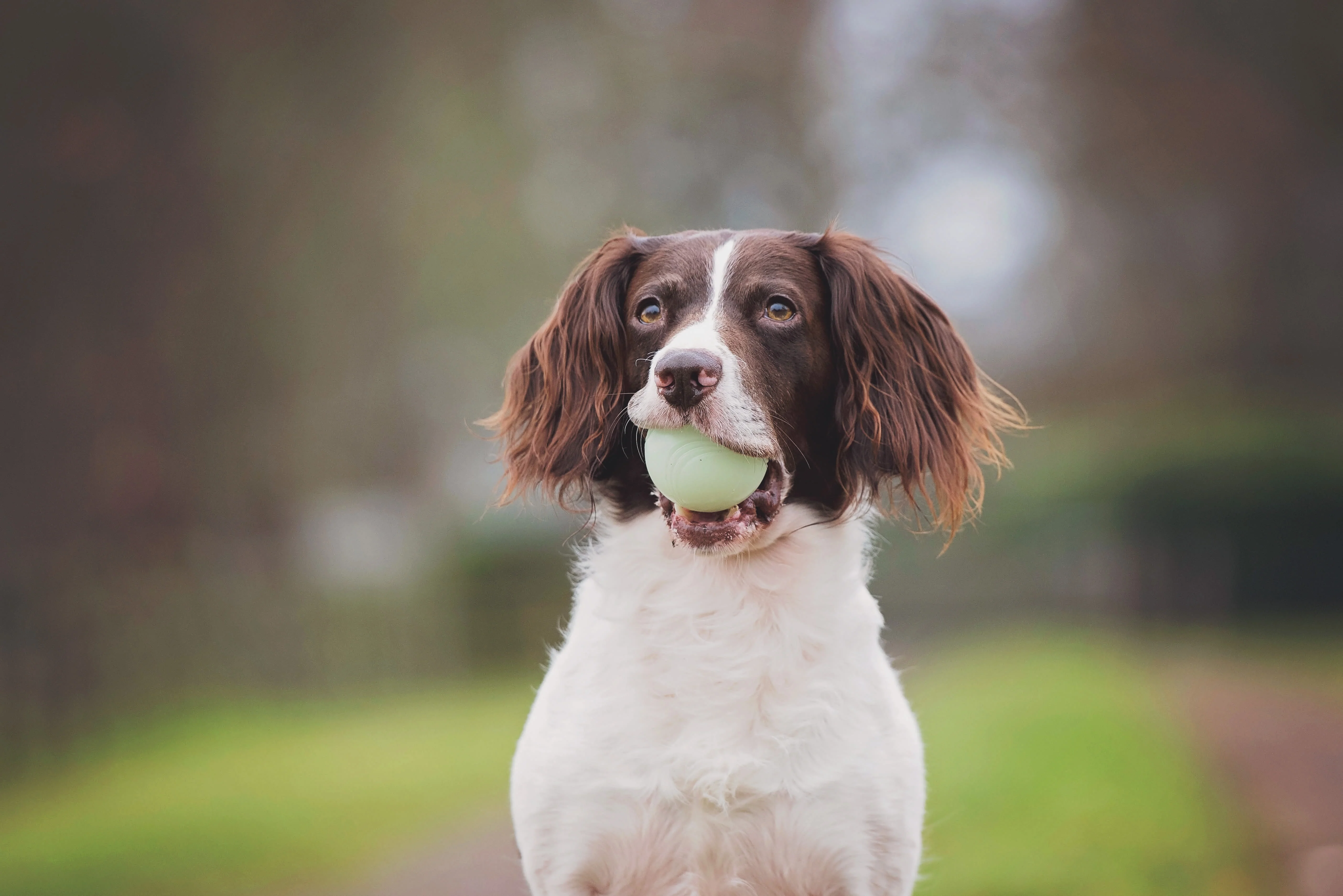 Chuckit! Fetch Medley 3 Pack Assorted Small Dog Ball Toy - Image 3