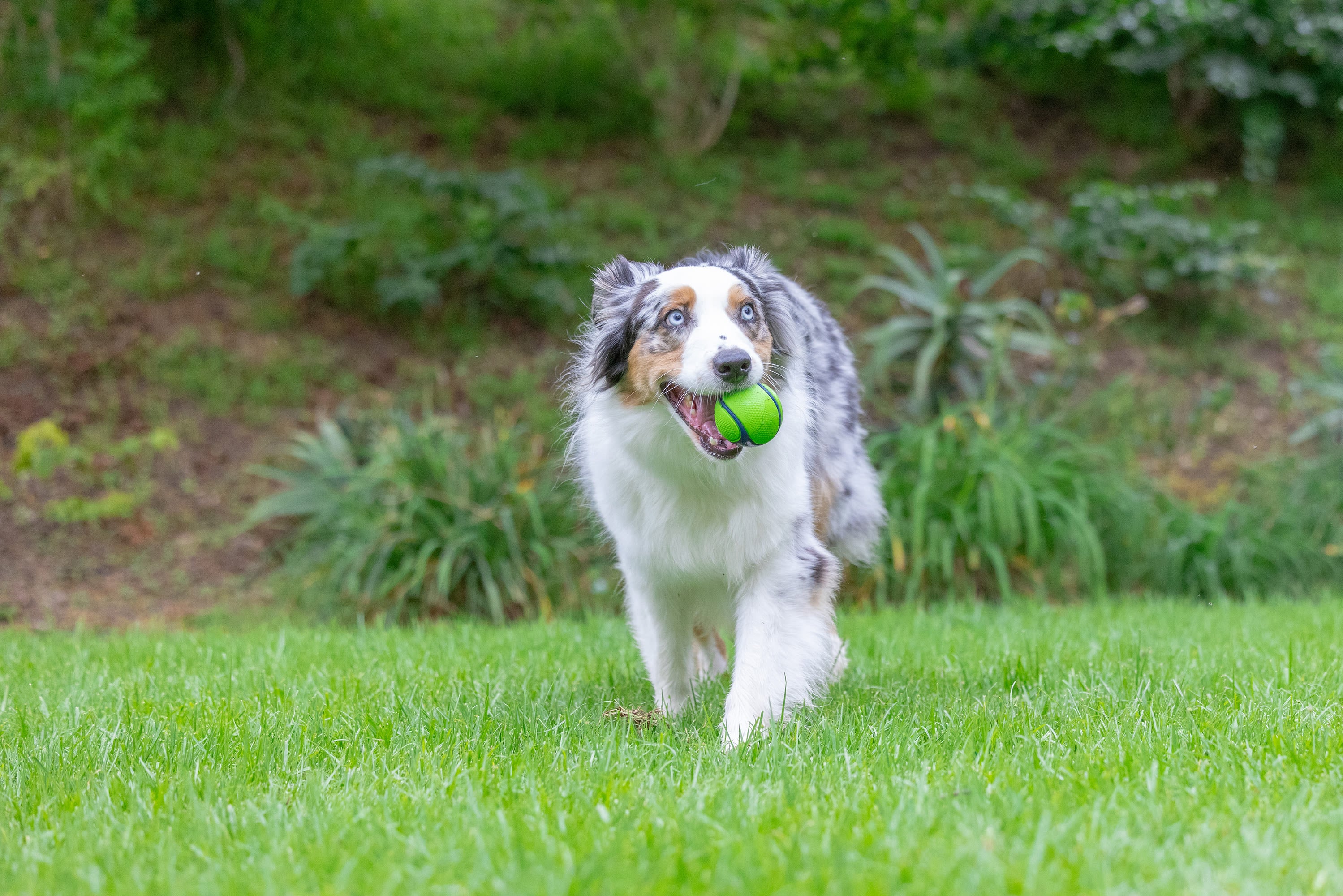 Chuckit! Sniff Fetch Ball Peanut Butter Medium Green Ball Dog Toy - Image 7