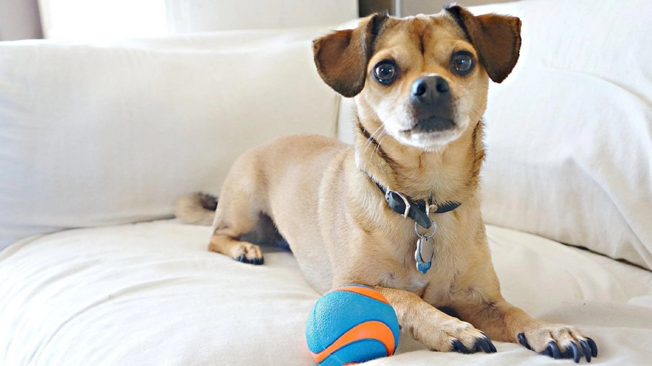 Chuckit Ultra Squeaker Ball for Dogs - Image 3