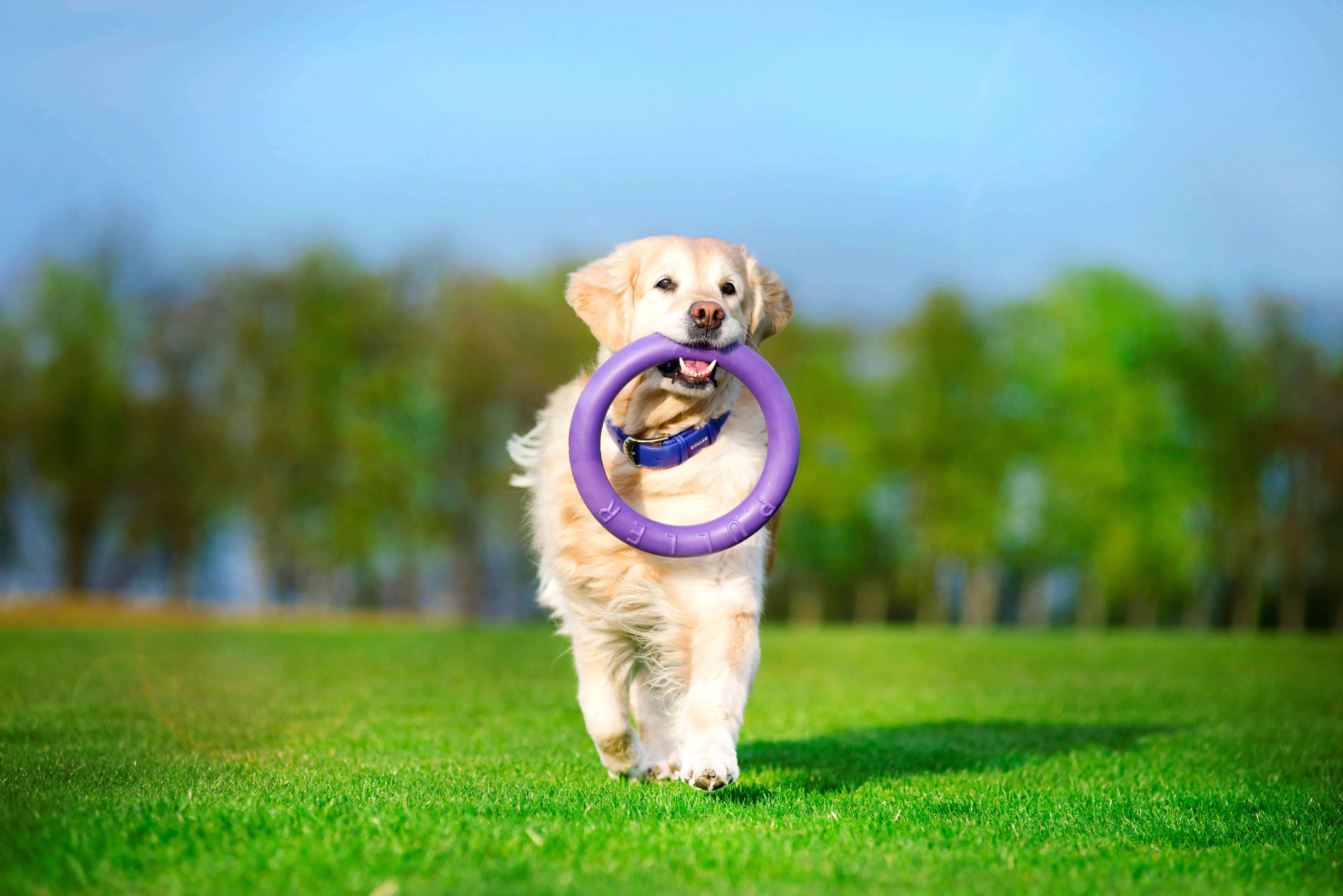 Collar Rubber Puller Dog Fitness Tool Standard - Image 3