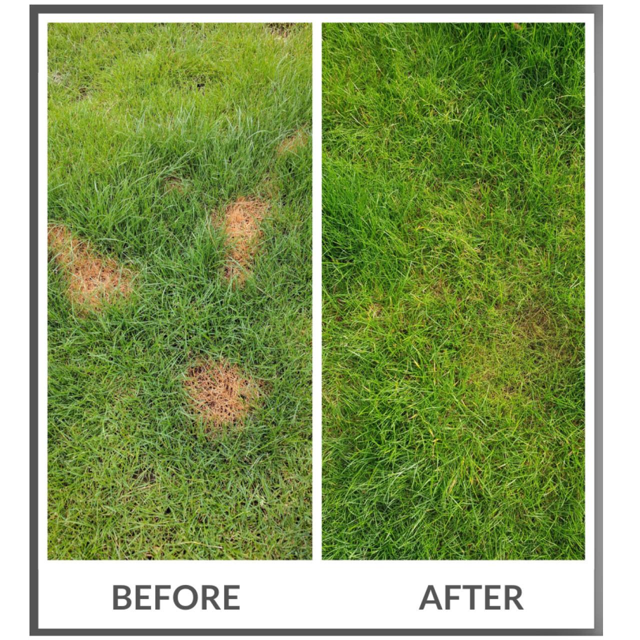 Dog Rocks Lawn Protection - Image 2