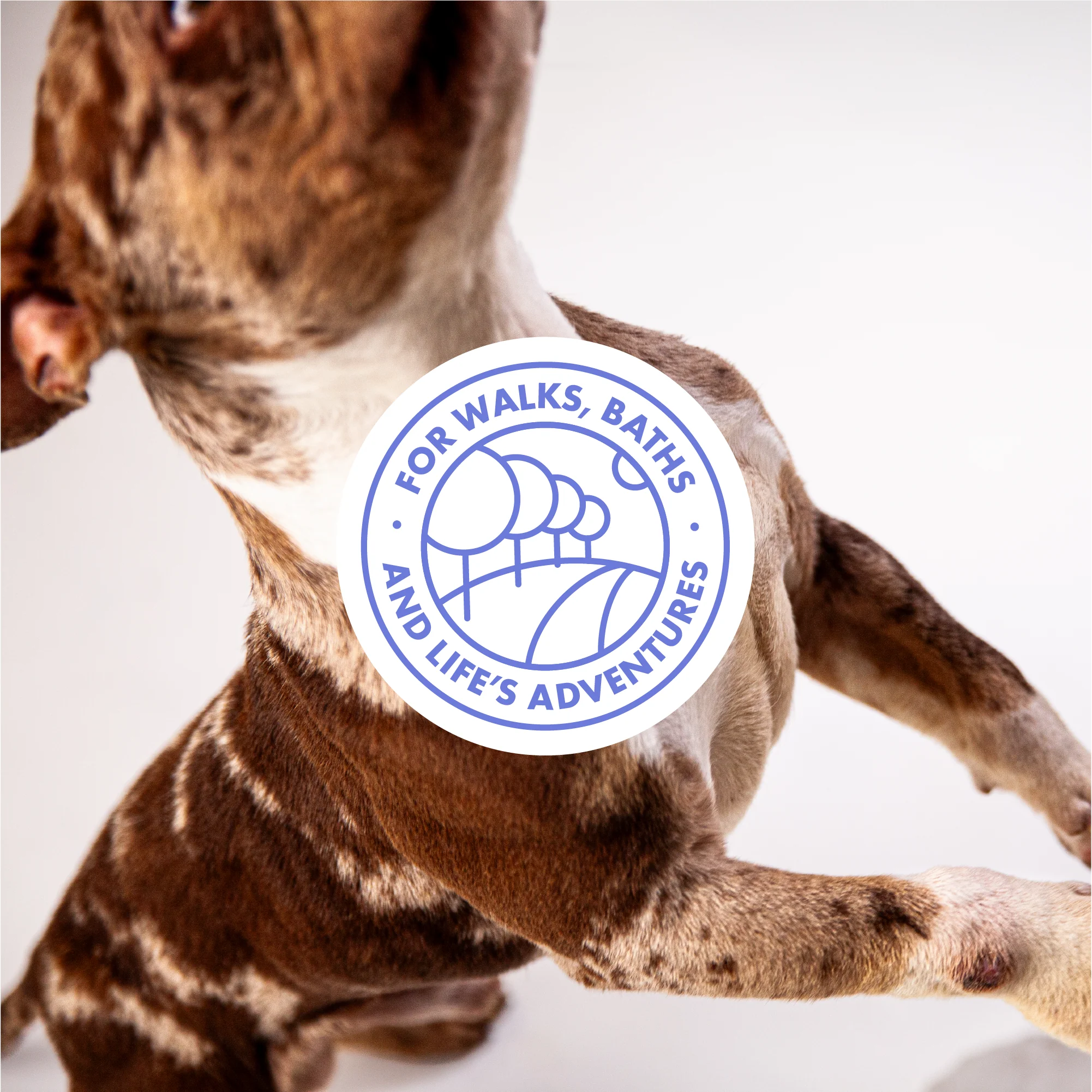 DotDotPet Biodegradable Mini Eco Dog Towels - 10 Pack - Image 5