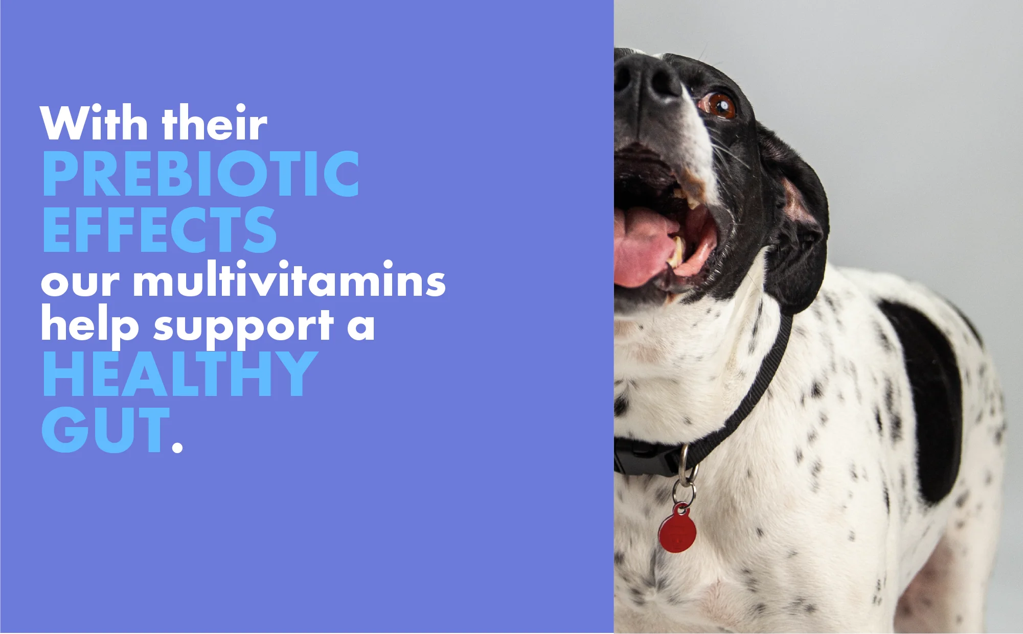 DotDotPet Multifit Multivitamins Dog Supplements - Image 7