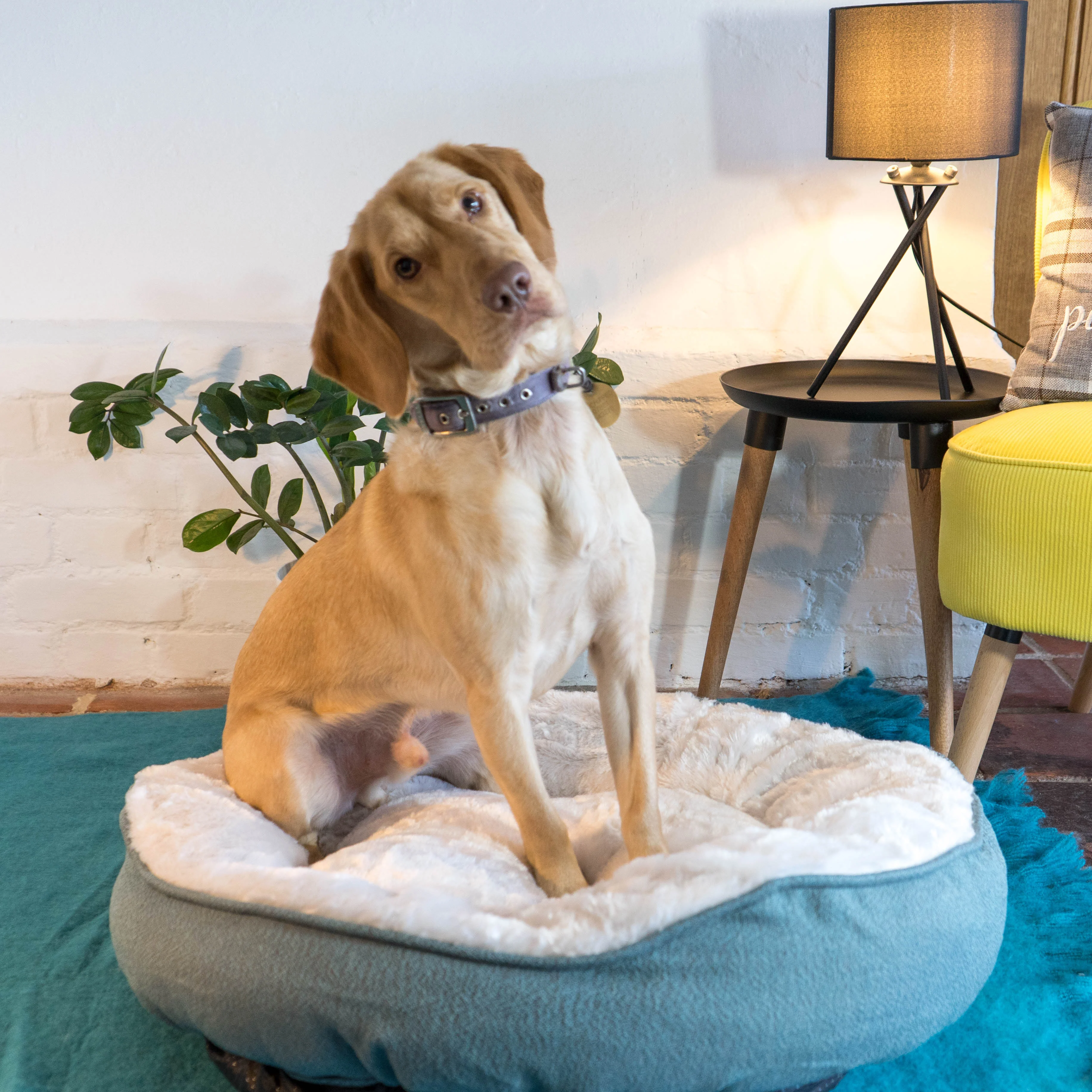 Dream Paws High-Side Grey Dog Bed - Image 2