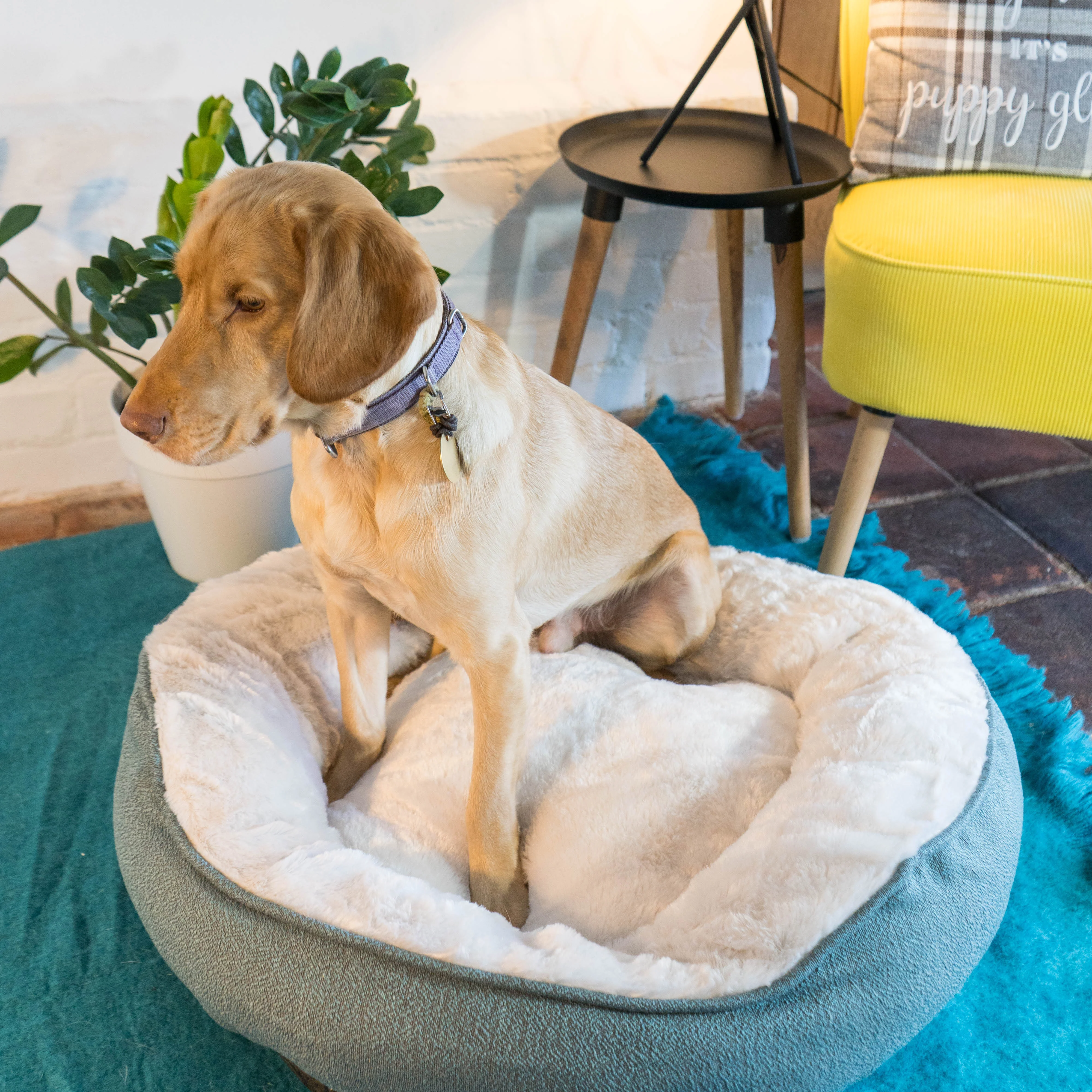 Dream Paws High-Side Grey Dog Bed - Image 3