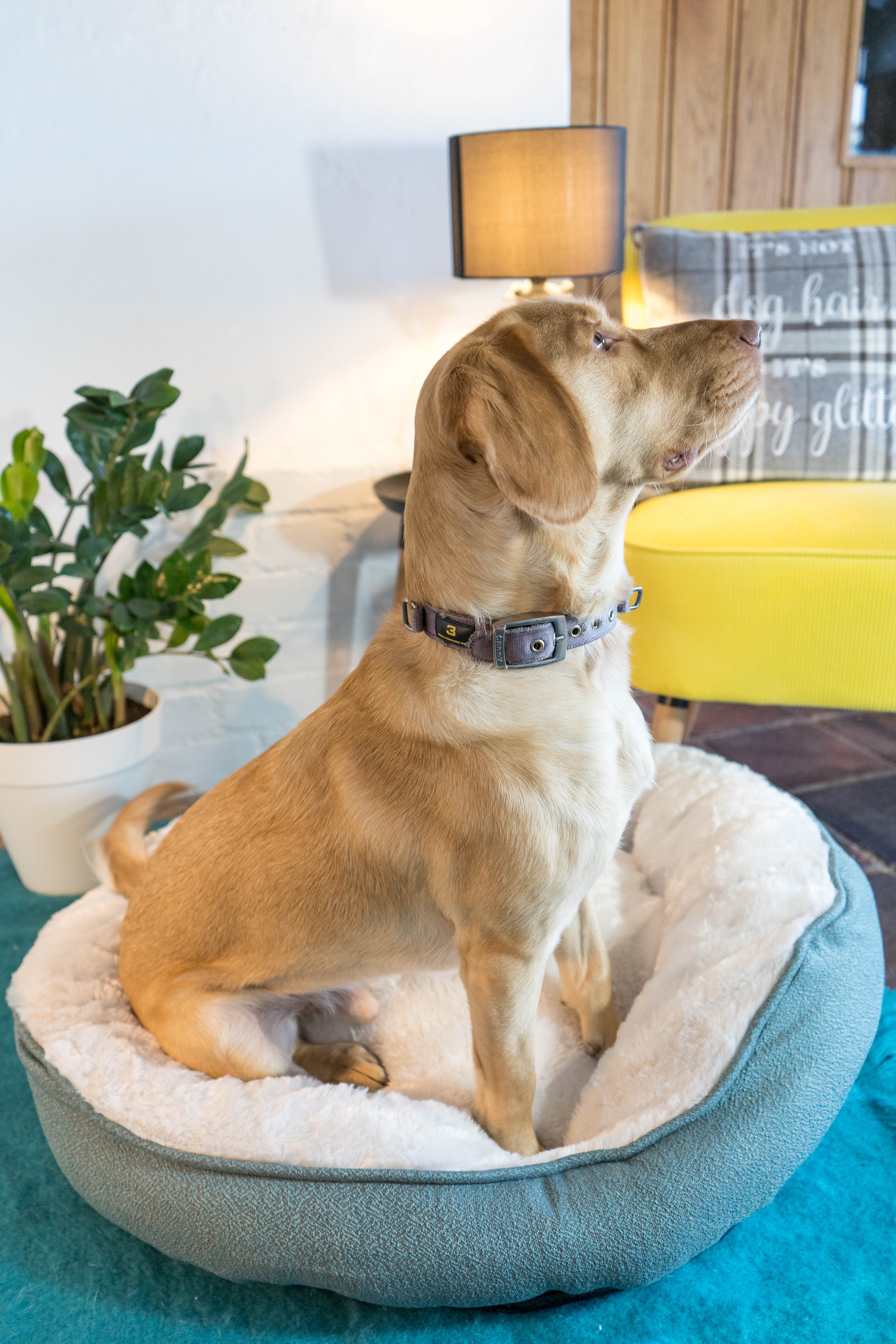 Dream Paws High-Side Grey Dog Bed - Image 4