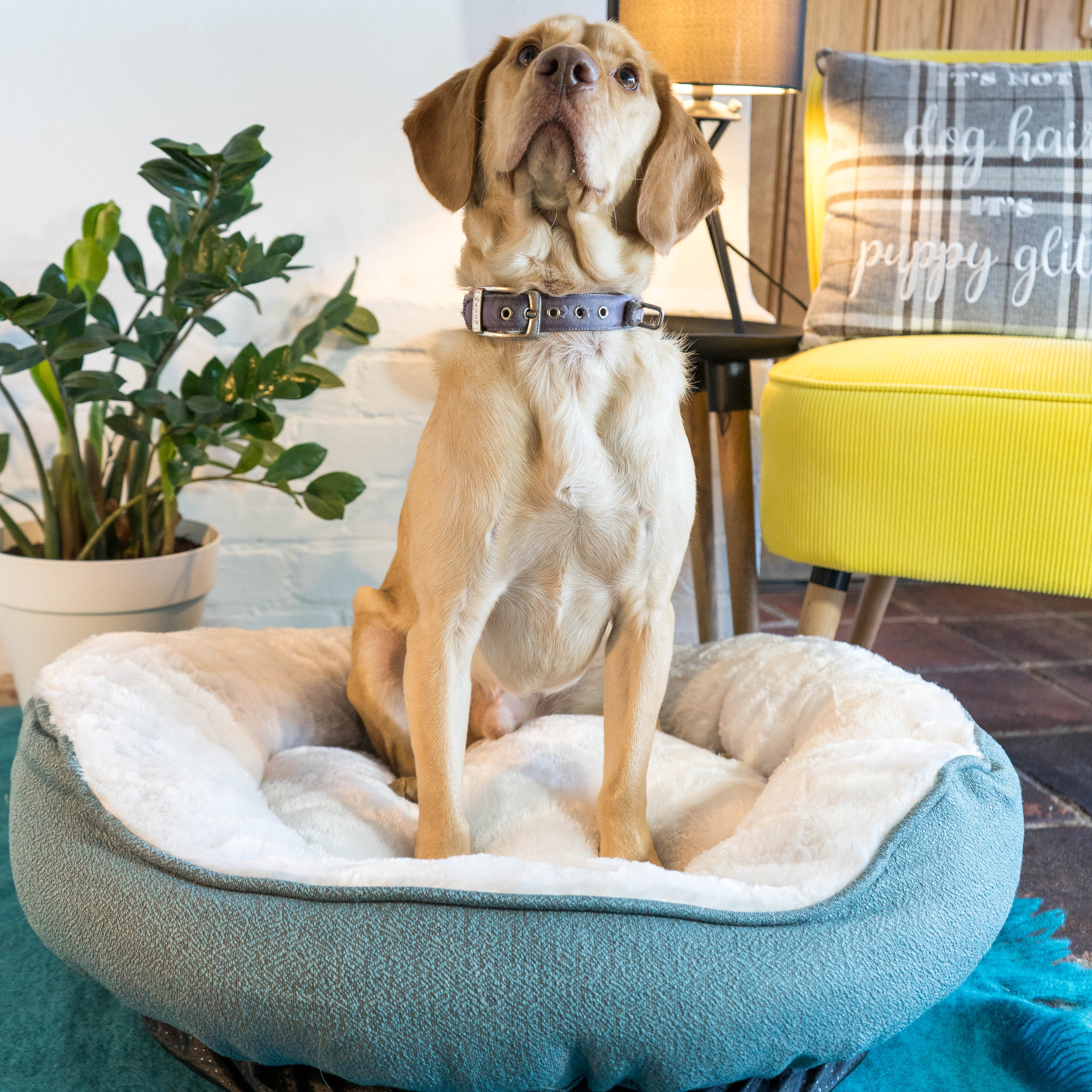 Dream Paws High-Side Grey Dog Bed - Image 5