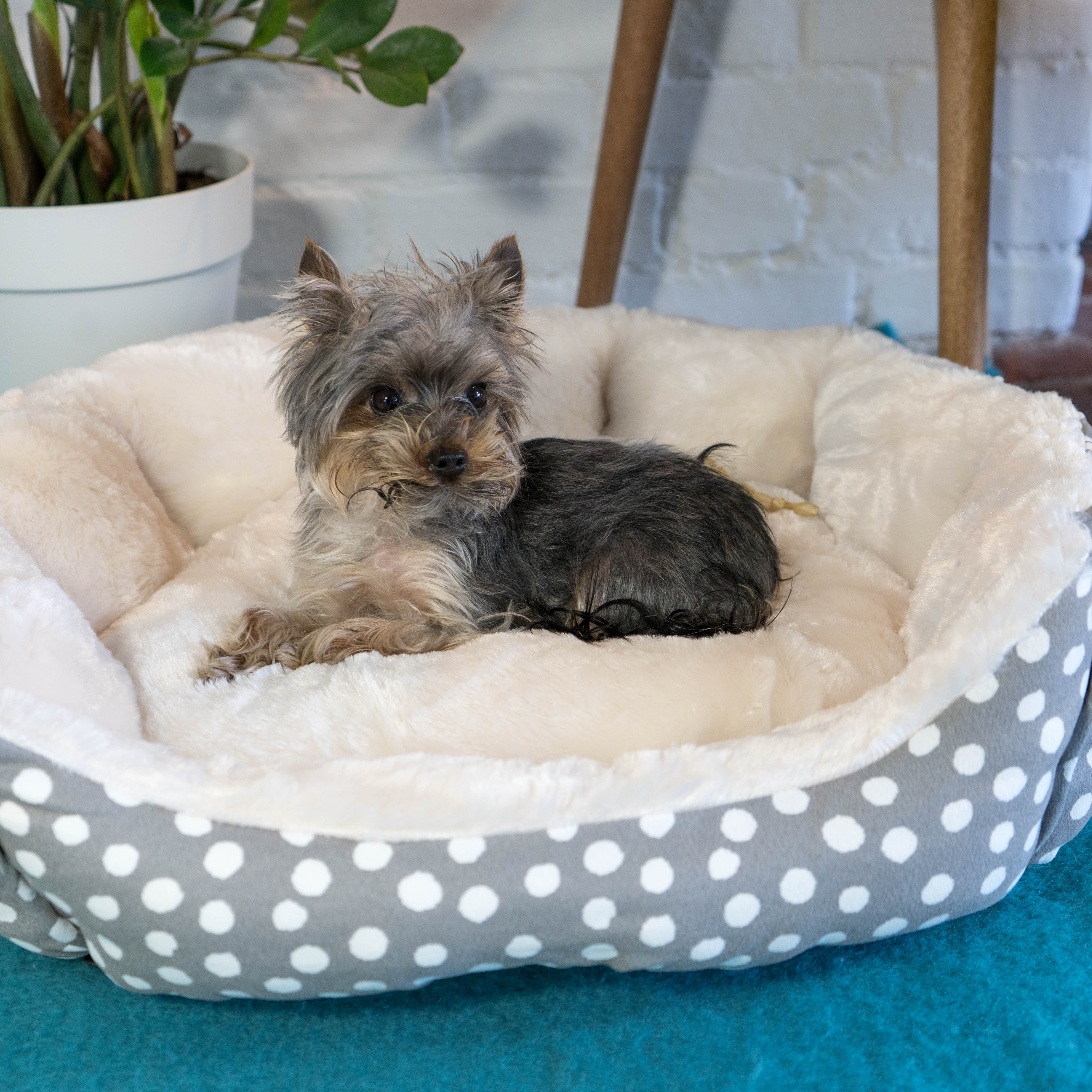 Dream Paws Scalloped Grey Dog Bed - Image 2
