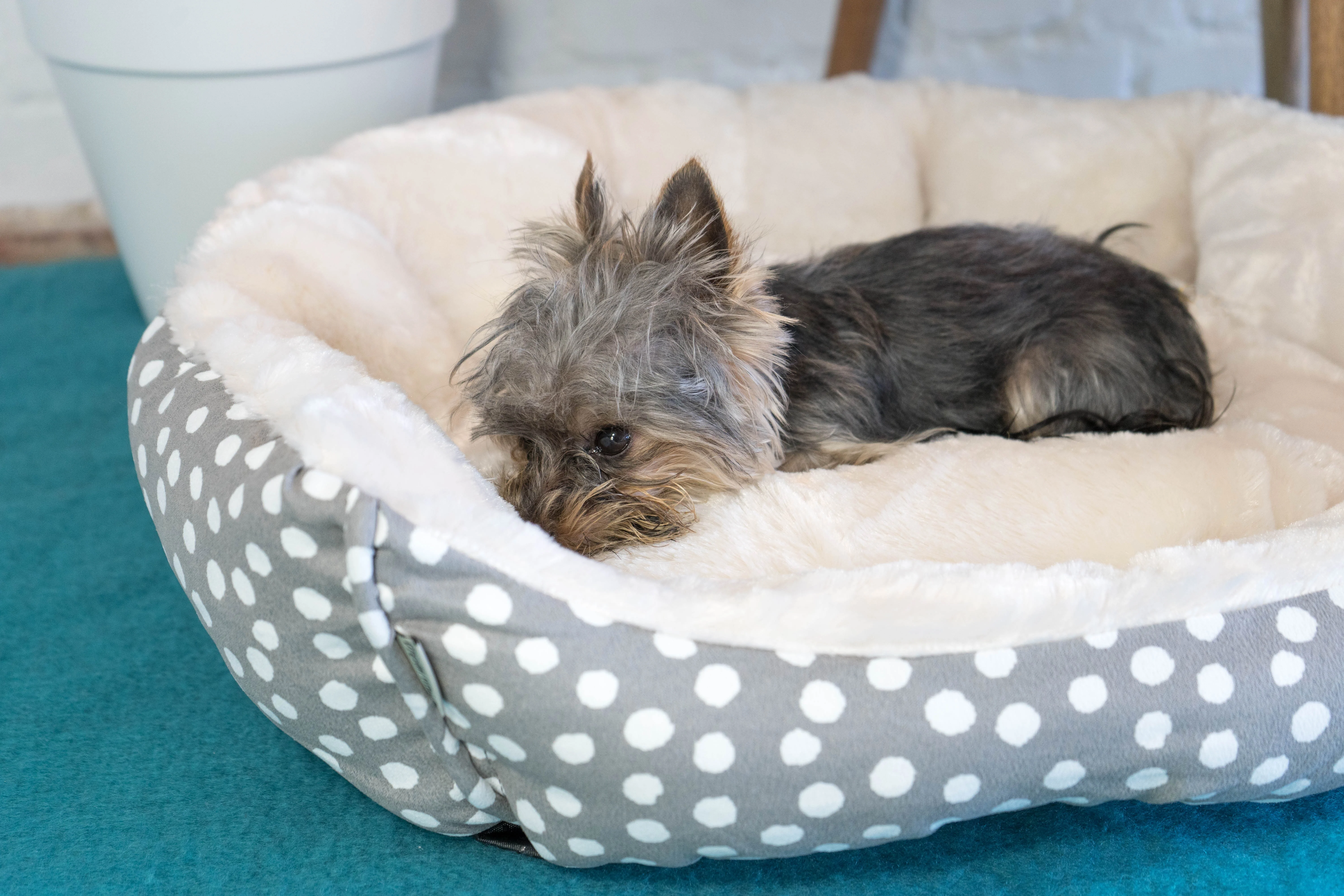 Dream Paws Scalloped Grey Dog Bed - Image 3