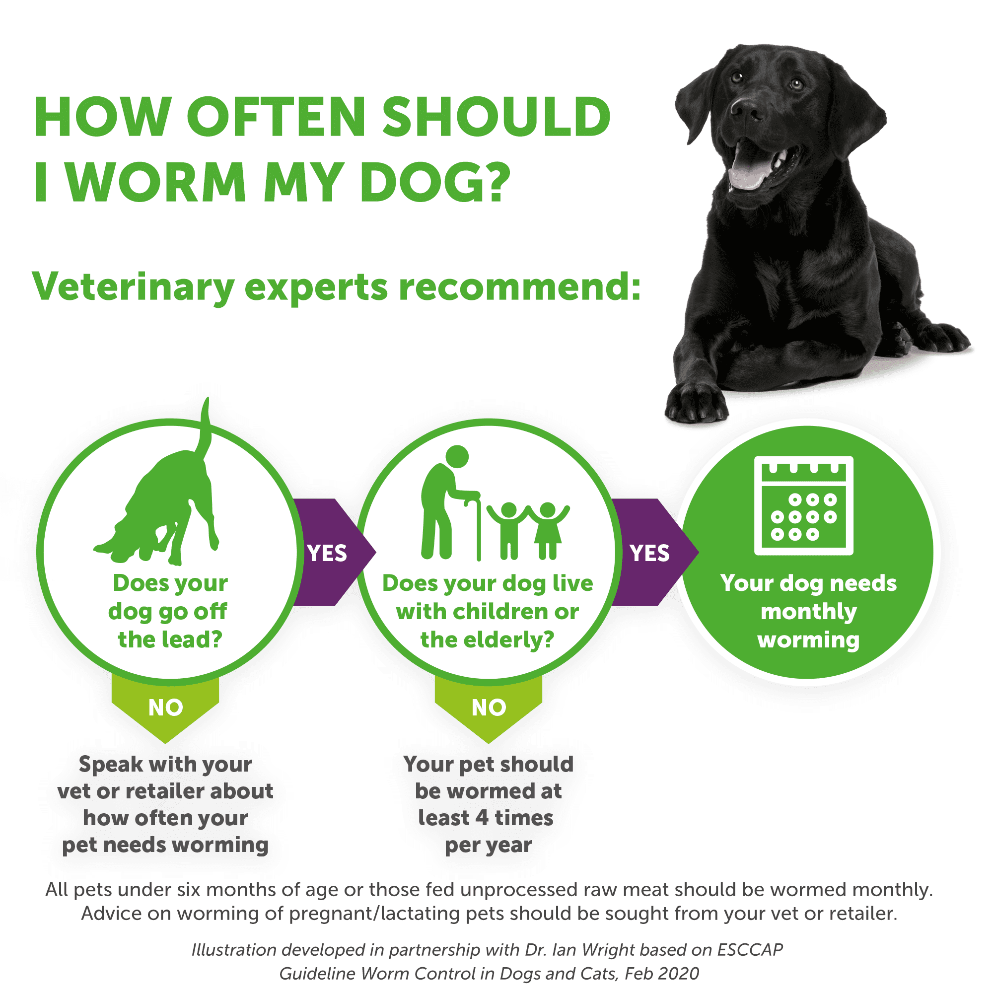 Drontal Tasty Bone XL Wormer Tablets for Large Dogs (Over 20kg) 1 tablet per 35kg - Image 8