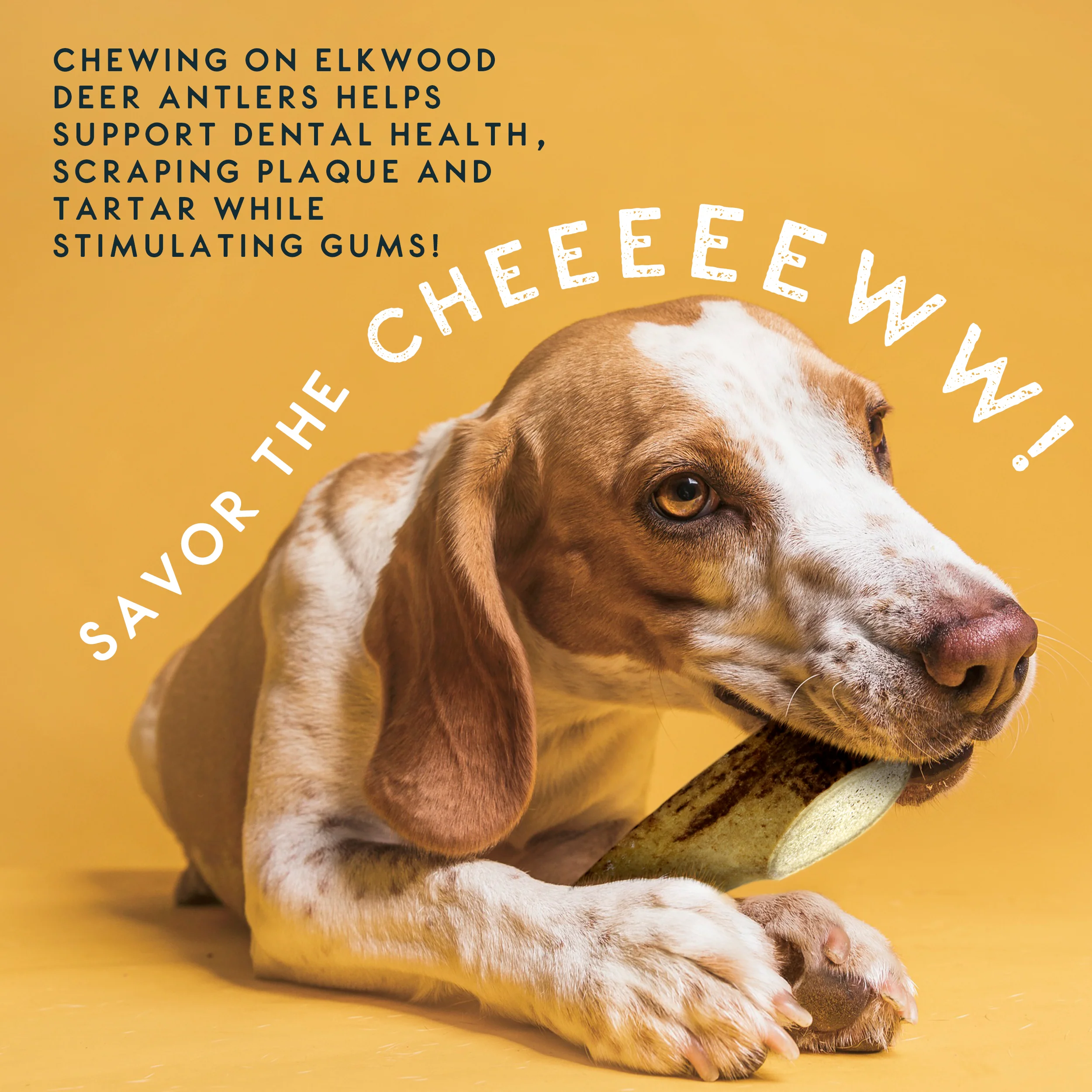 Elkwood 100% Natural Split Antler Chew | Medium - Image 5