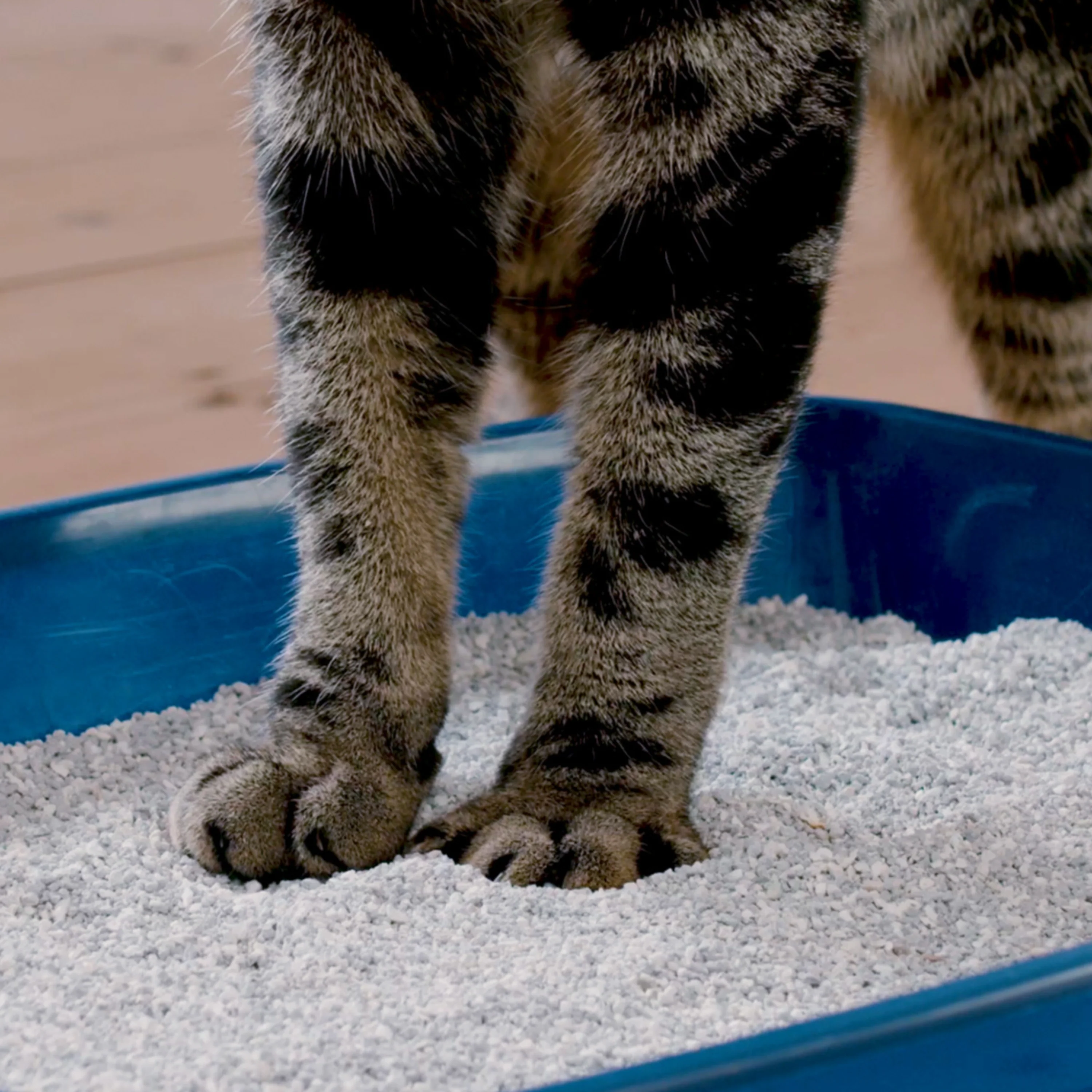 Ever Clean Lavender Cat Litter - Image 6