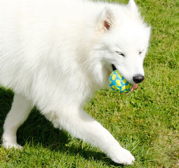 Foaber Bounce Blue Ball Dog Toy - Image 2